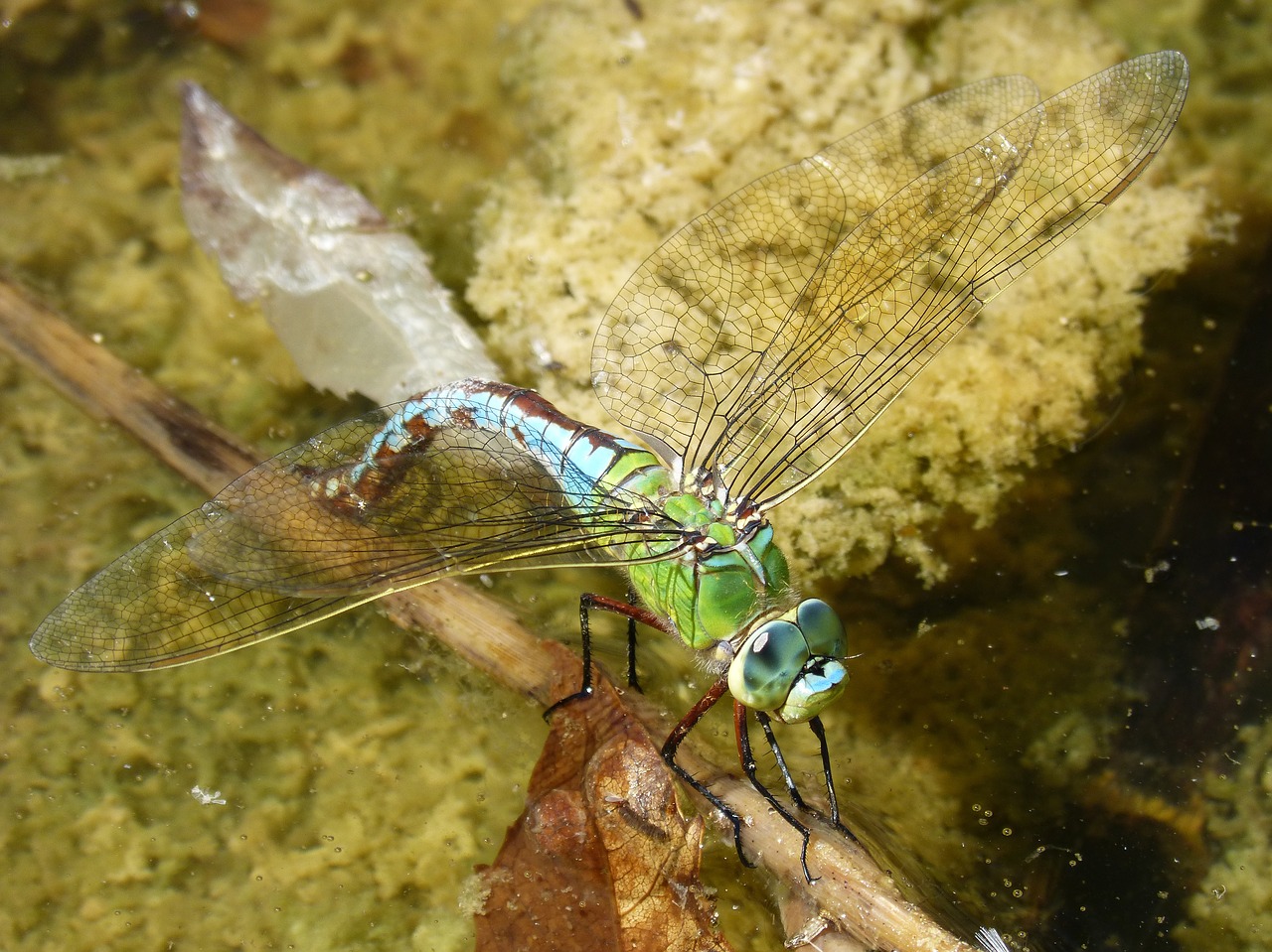 Lazda, Aeshna Cyanea, Drėgnas Asilas, Pelkė, Filialas Espiadimonis, Išsamiai, Nemokamos Nuotraukos,  Nemokama Licenzija