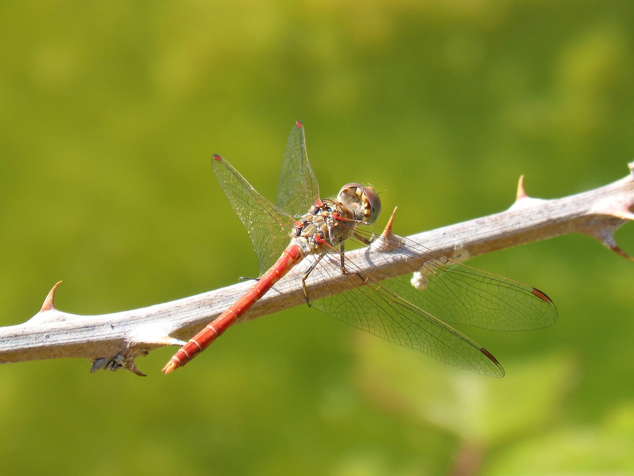 Lazda, Raudona Lazda, Simpetrum Sinaiticum, Sparnuotas Vabzdys, Filialas, Spina, Pelkė, Nemokamos Nuotraukos,  Nemokama Licenzija