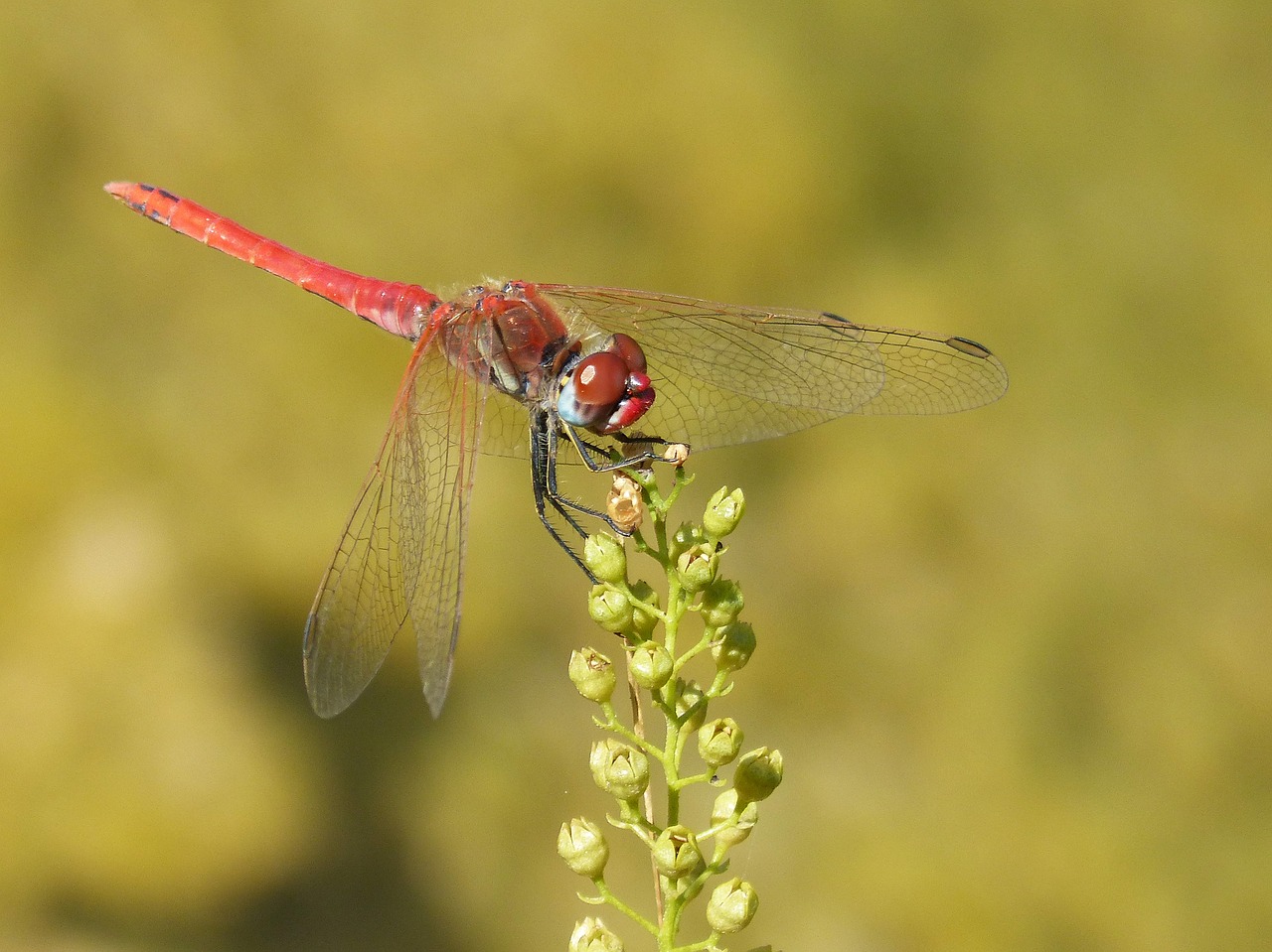 Lazda, Raudona Lazda, Simpetrum Sinaiticum, Sparnuotas Vabzdys, Augalas, Žaluma, Pelkė, Nemokamos Nuotraukos,  Nemokama Licenzija