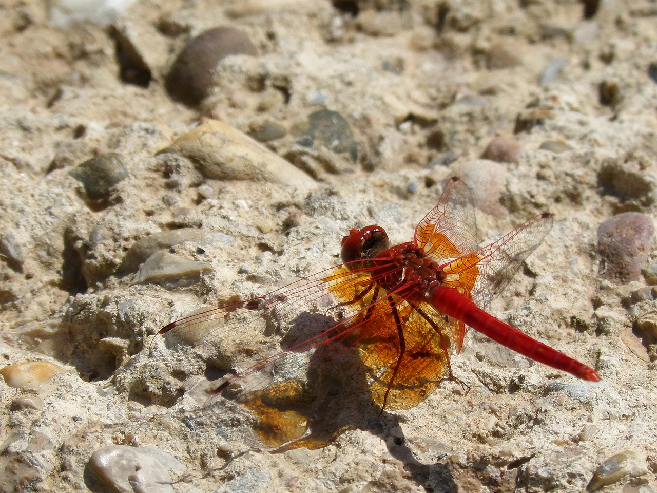 Lazda, Raudona Lazda, Trithemis Kirbyi, Vamzdis Išpilstytas, Atspindys, Permatomas, Nemokamos Nuotraukos,  Nemokama Licenzija