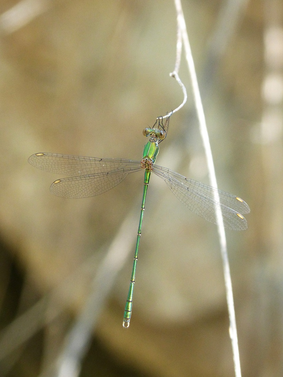 Lazda, Damselfly, Žalia Lazda, Filialas, Chalcolestes Viridis, Nemokamos Nuotraukos,  Nemokama Licenzija