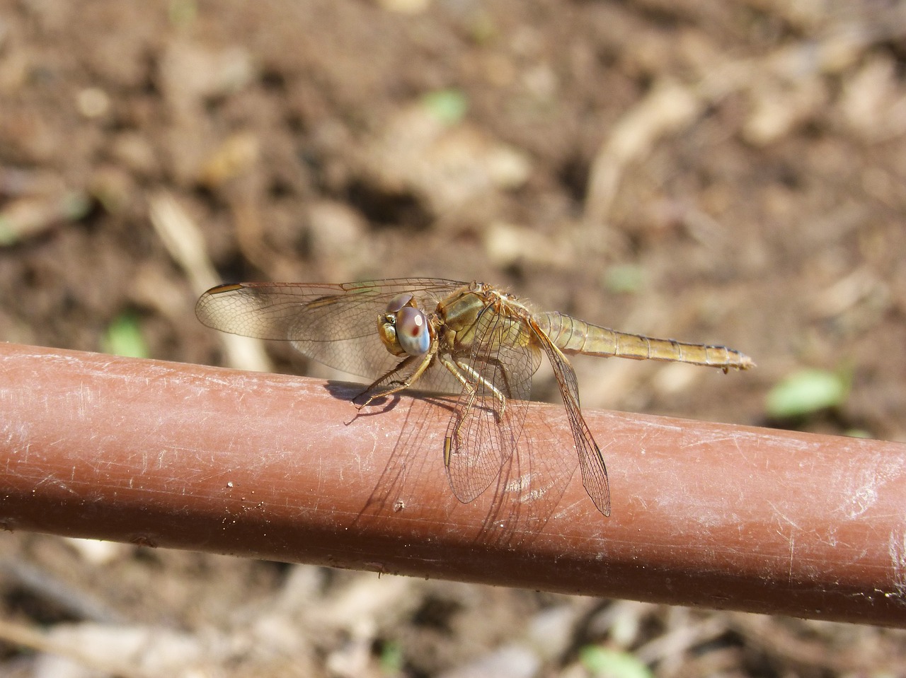 Lazda, Drėkinimo Vamzdis, Geltona Lazdele, Orthetrum Chrysostigma, Xarreteres Parot, Nemokamos Nuotraukos,  Nemokama Licenzija