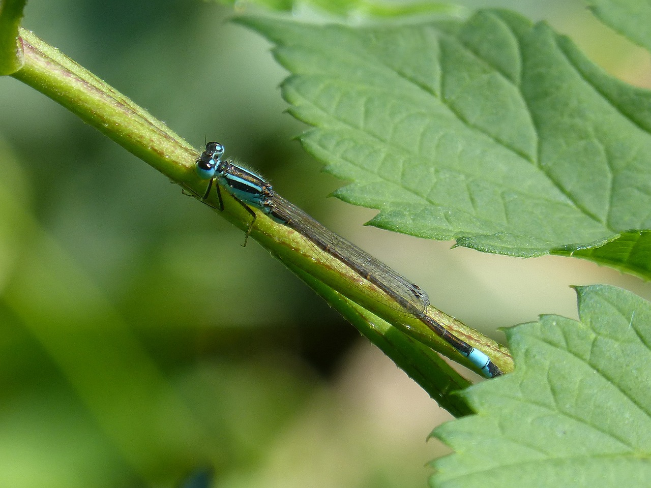 Lazda, Damselfly, Ischnura Elegans, Filialas, Žaluma, Lapai, Nemokamos Nuotraukos,  Nemokama Licenzija