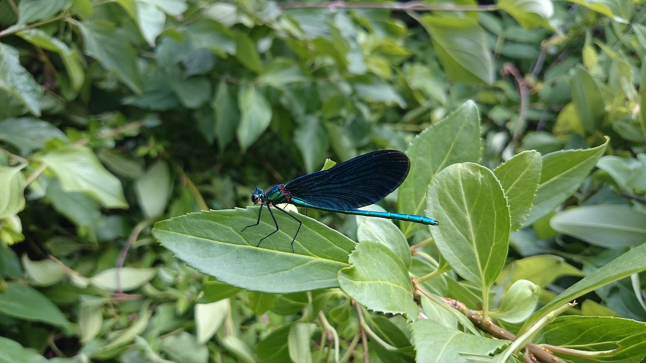 Lazda, Vabzdys, Makro, Demoiselle, Sparnas, Gamta, Nemokamos Nuotraukos,  Nemokama Licenzija