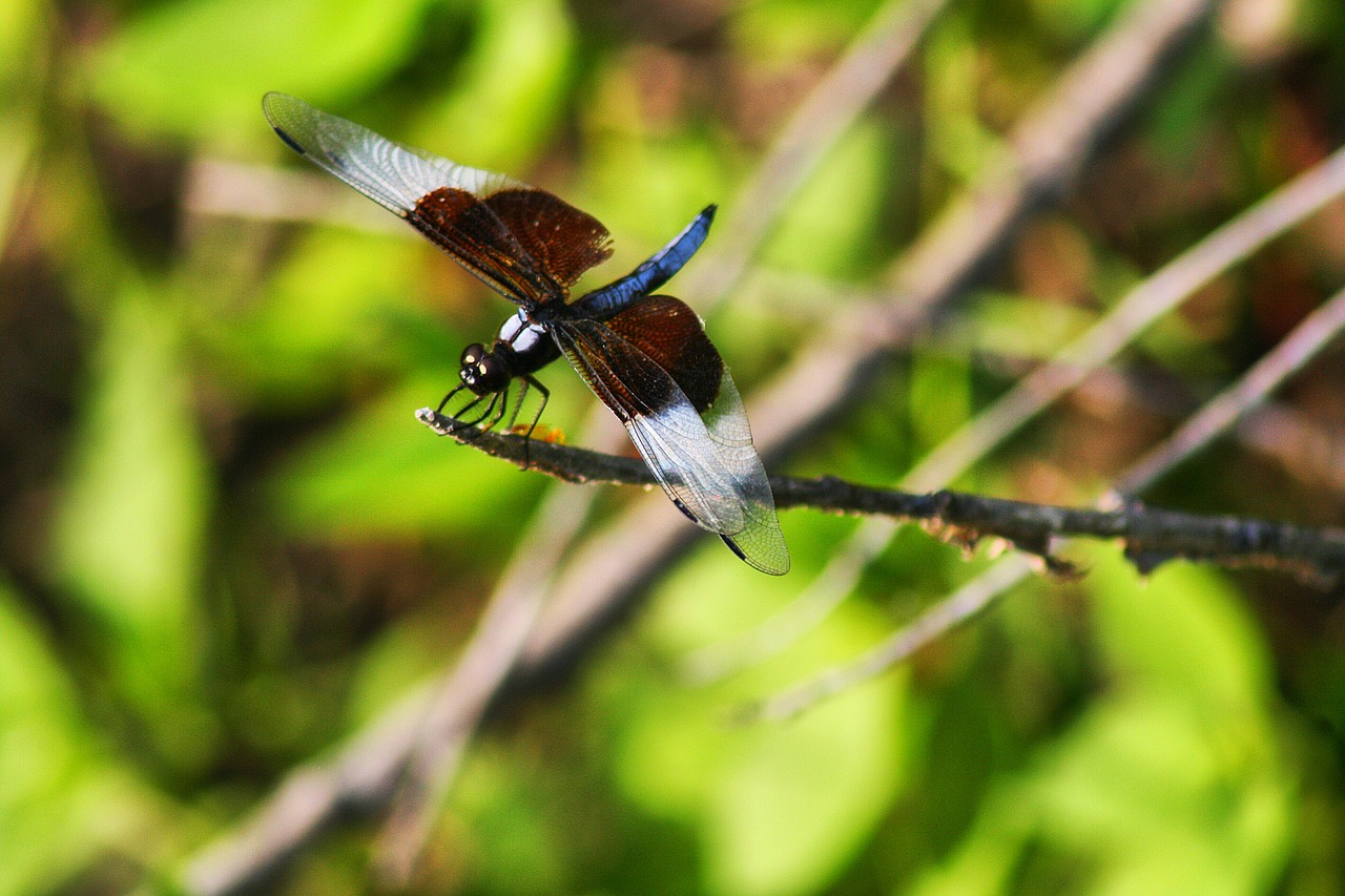 Lazda, Gamta, Laukinė Gamta, Damselfly, Vabzdys, Sparnas, Aplinka, Nemokamos Nuotraukos,  Nemokama Licenzija