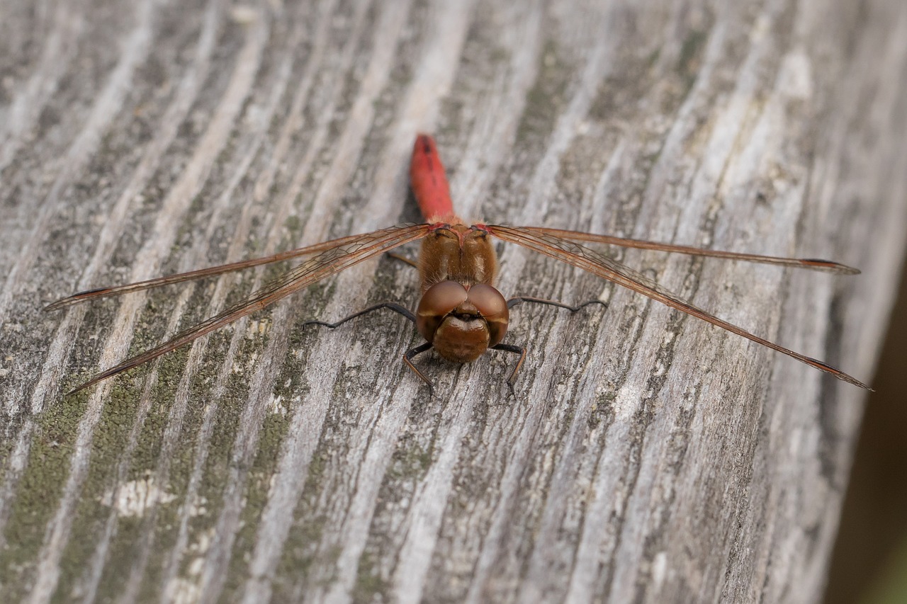 Lazda, Darter Sympetrum, Tamsiai Raudona Heidelibelle, Vabzdys, Gyvūnas, Skrydžio Vabzdys, Sparnas, Raudona, Uždaryti, Nemokamos Nuotraukos