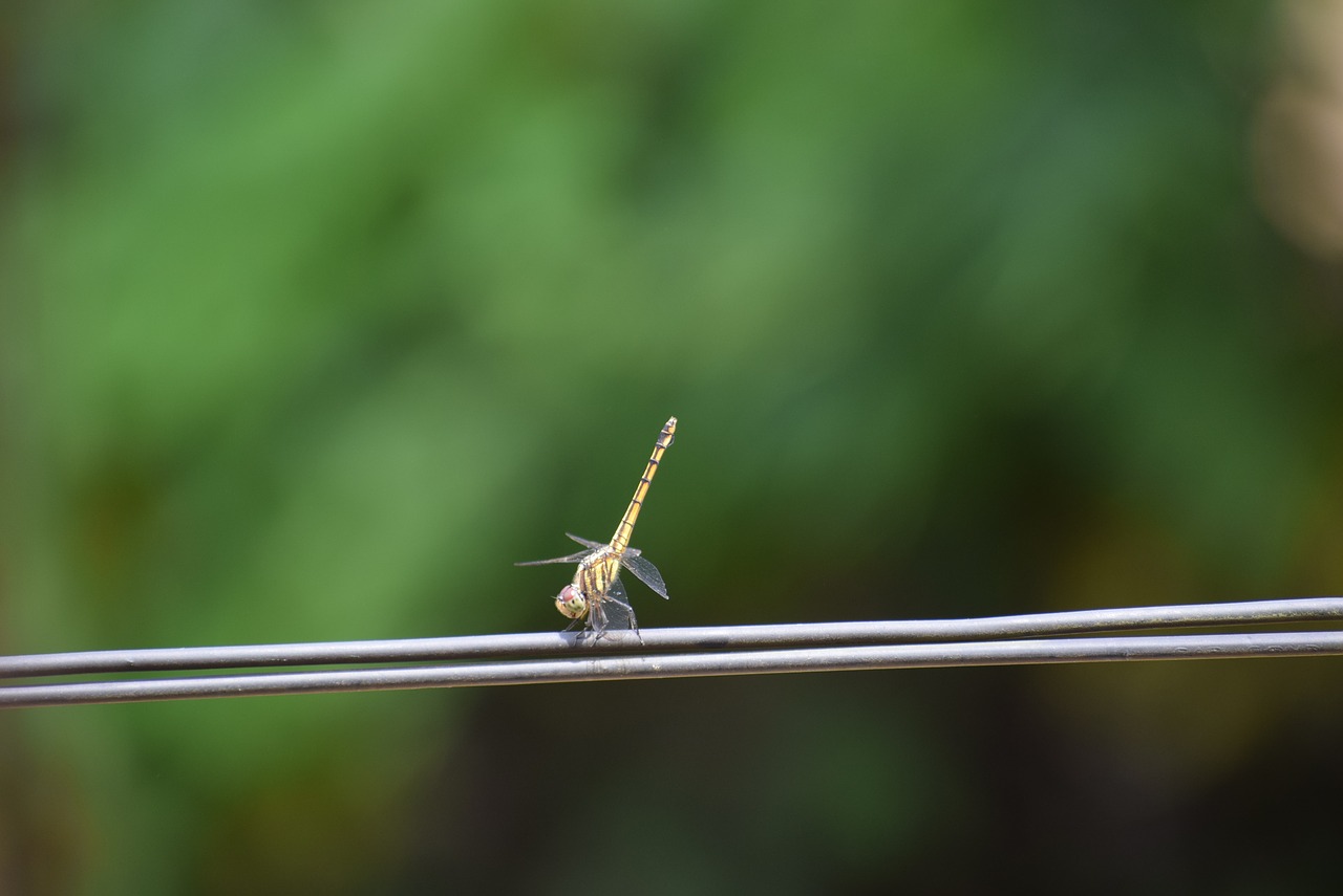 Lazda, Gamta, Fauna, Nemokamos Nuotraukos,  Nemokama Licenzija