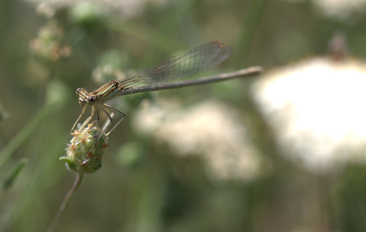 Lazda, Insekta, Sparnai, Augalas, Poilsis, Nemokamos Nuotraukos,  Nemokama Licenzija