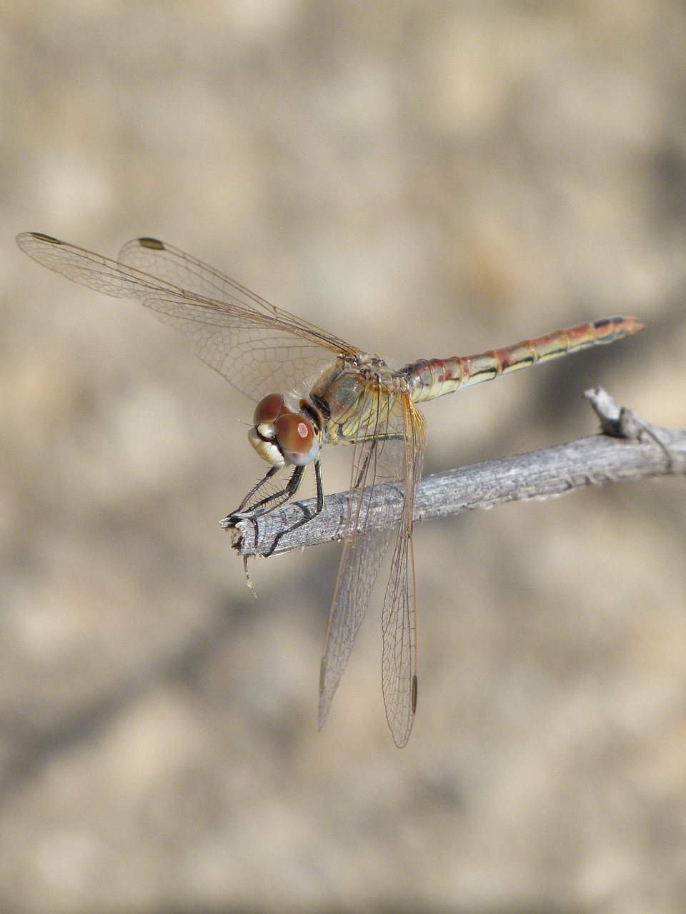 Lazda, Išsamiai, Filialas, Orthetrum Chrysostigma, Nemokamos Nuotraukos,  Nemokama Licenzija