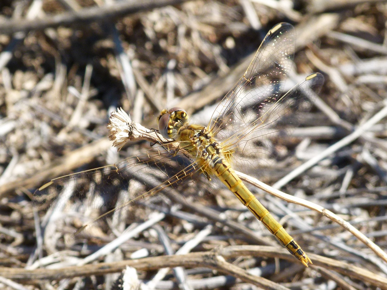 Lazda, Geltona Lazdele, Orthetrum Chrysostigma, Filialas, Nemokamos Nuotraukos,  Nemokama Licenzija