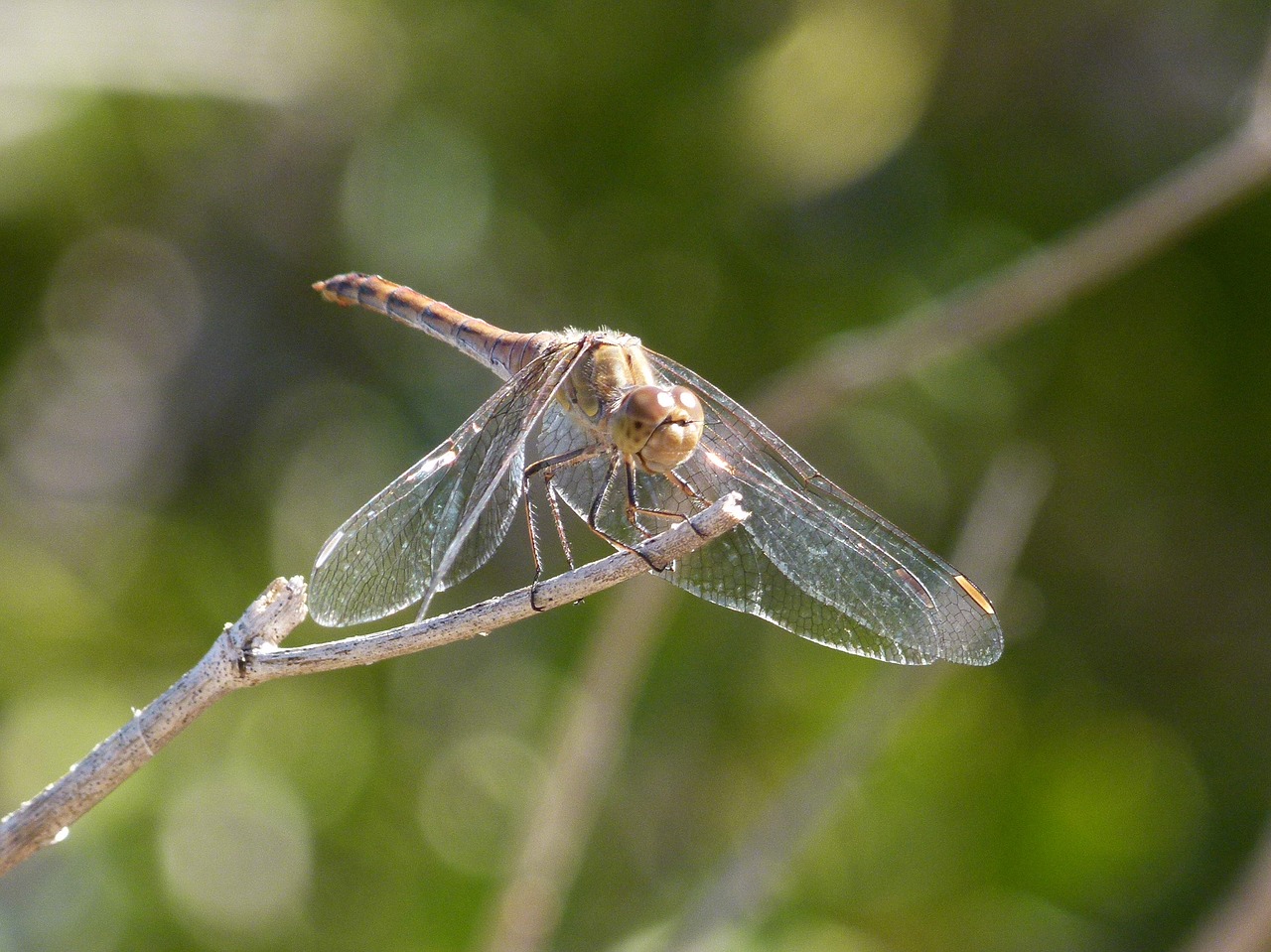 Lazda, Geltona Lazdele, Simpetrum Sinaiticum, Filialas, Žaluma, Sparnuotas Vabzdys, Nemokamos Nuotraukos,  Nemokama Licenzija