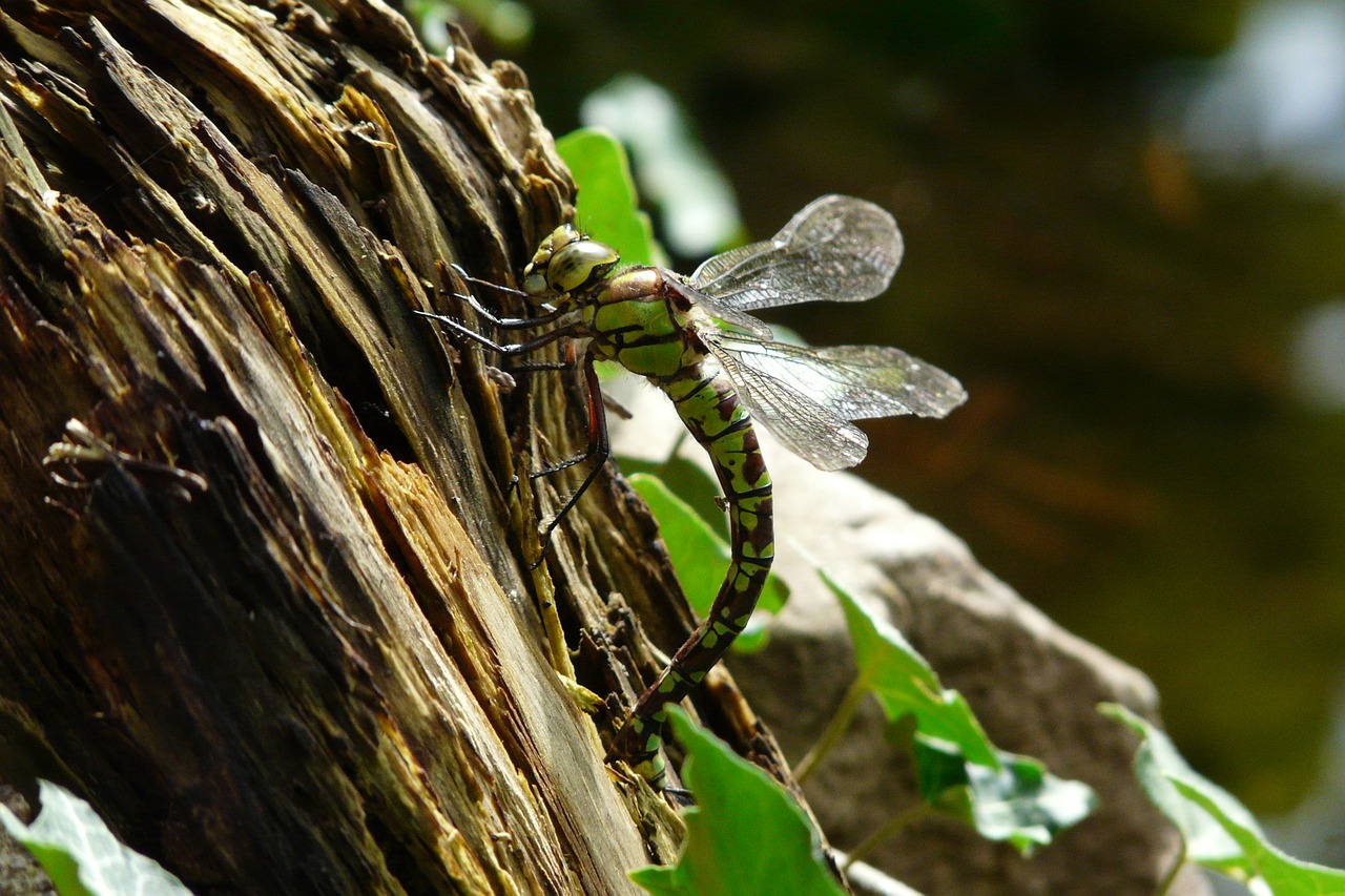 Lazda, Gamta, Vabzdys, Odonata, Nemokamos Nuotraukos,  Nemokama Licenzija