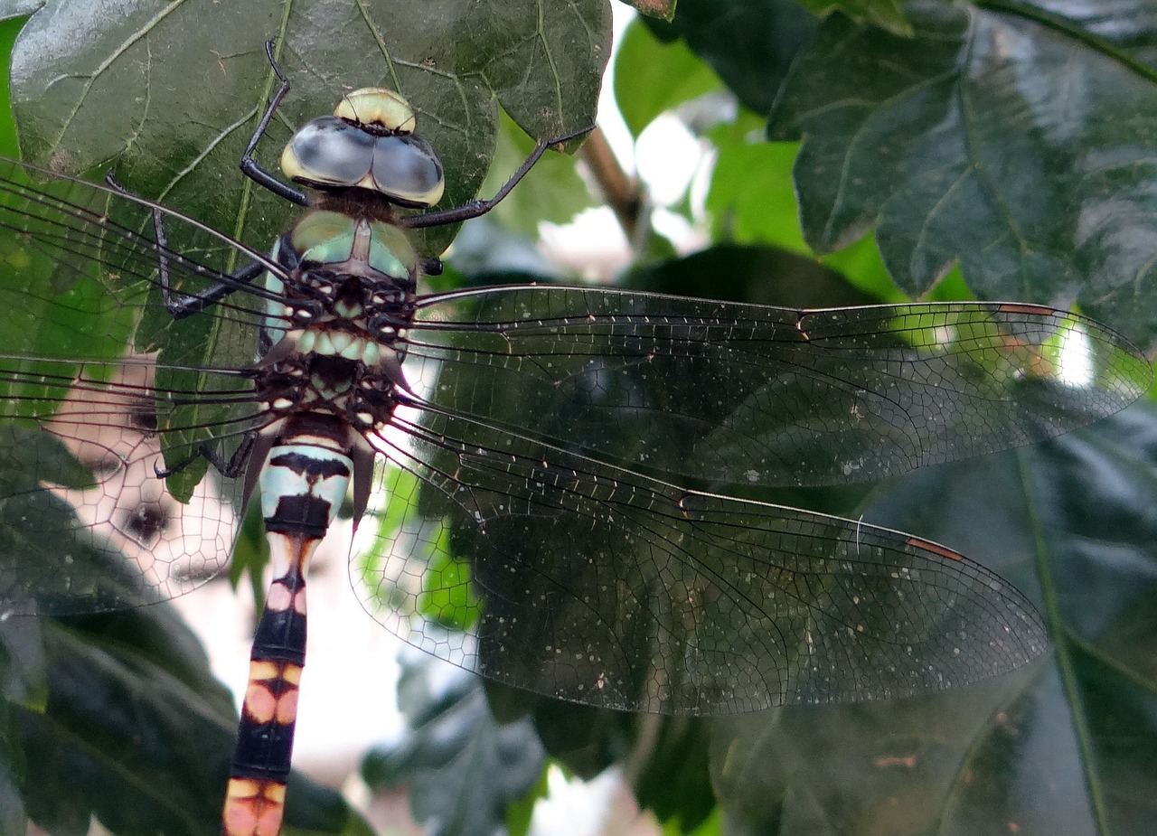 Lazda, Paplūdimio Klubas, Ictinogomphus Rapax, Vabzdys, Dharwad, Indija, Nemokamos Nuotraukos,  Nemokama Licenzija