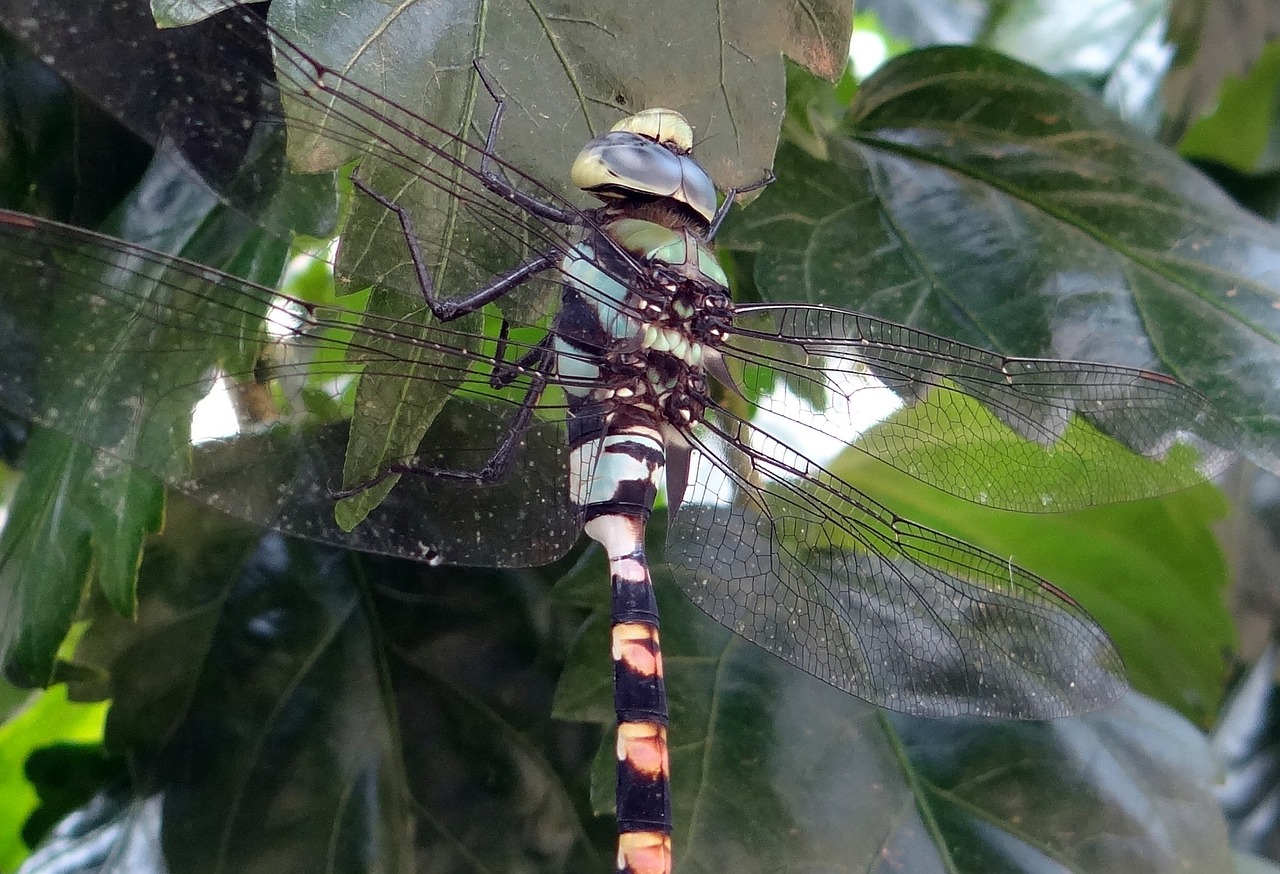 Lazda, Paplūdimio Klubas, Ictinogomphus Rapax, Vabzdys, Dharwad, Indija, Nemokamos Nuotraukos,  Nemokama Licenzija