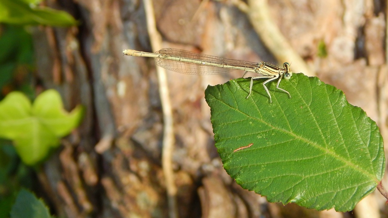 Dragonfly,  Lapų,  Pobūdį,  Makro,  Vabzdys, Nemokamos Nuotraukos,  Nemokama Licenzija