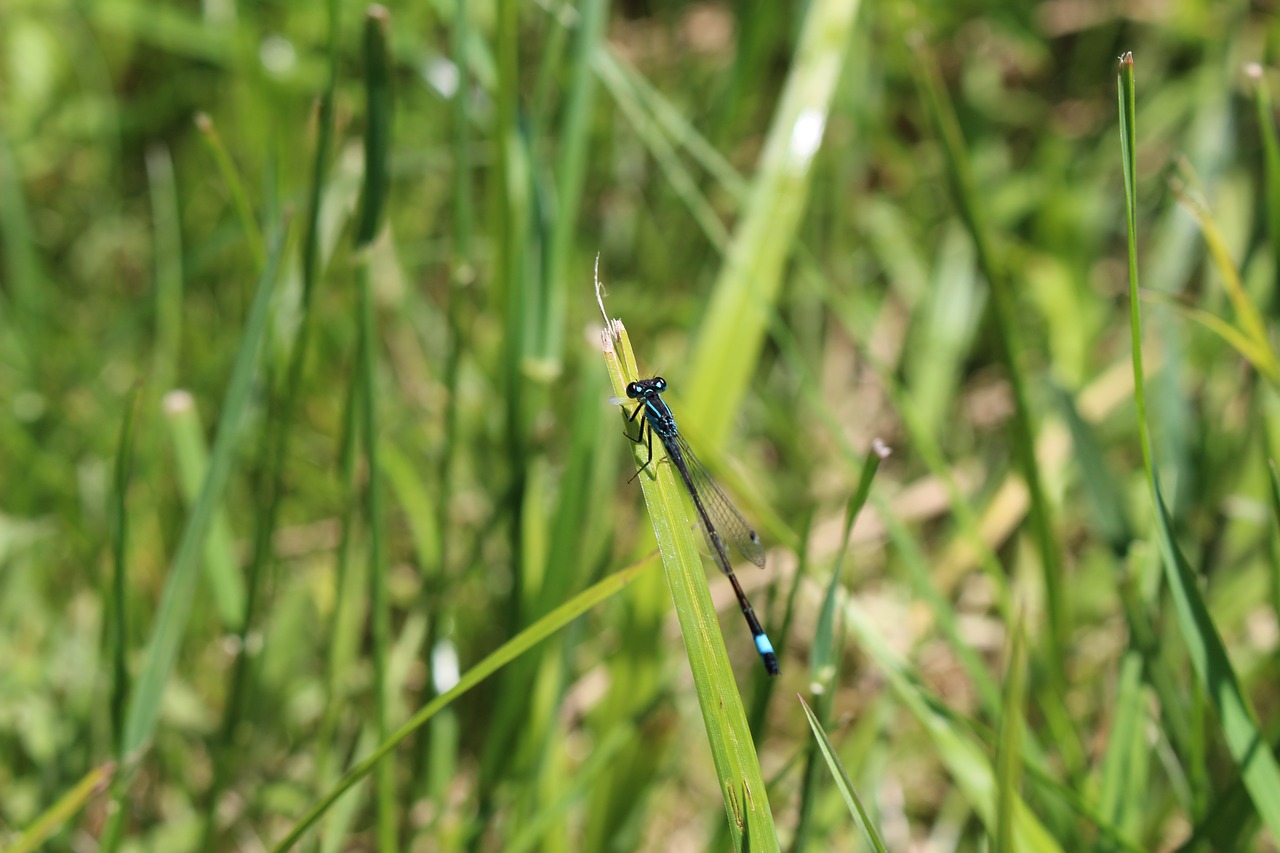 Dragonfly,  Žolė,  Ašmenys Žolės,  Vasara, Nemokamos Nuotraukos,  Nemokama Licenzija
