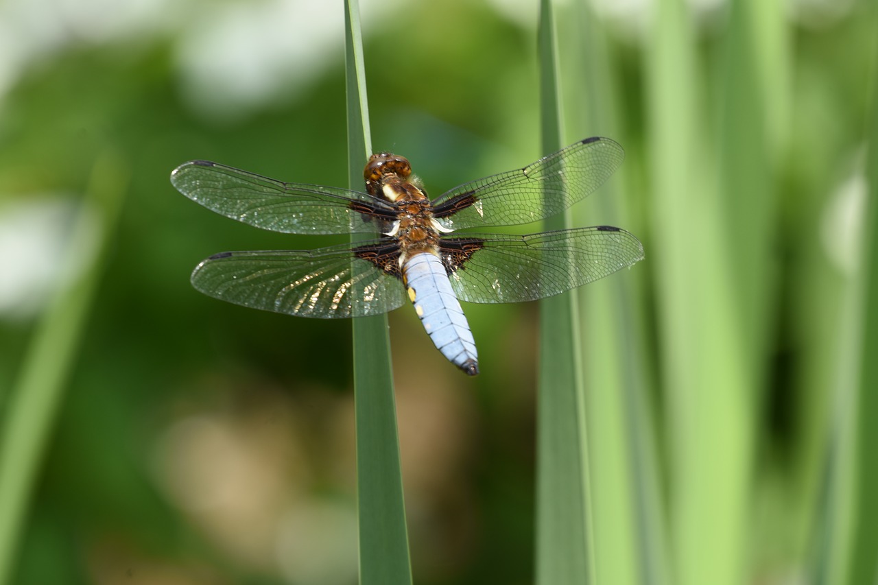 Dragonfly,  Gyvūnas,  Vabzdys,  Gamta, Nemokamos Nuotraukos,  Nemokama Licenzija