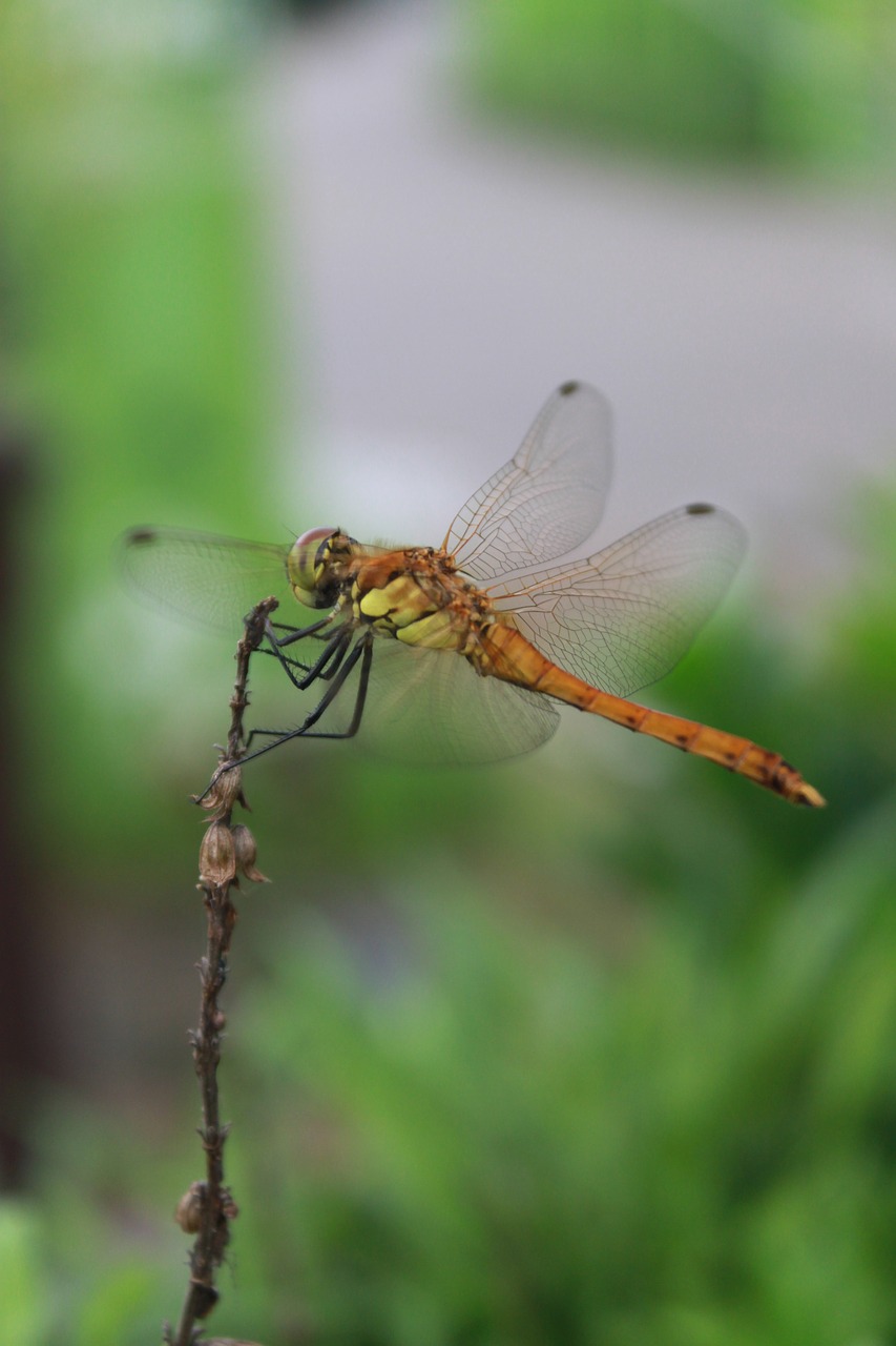 Dragonfly,  Vabzdžiai,  Pobūdį,  Uždaryti,  Pritvirtinti,  Laukinių,  Biologija,  Lauko,  Makro, Nemokamos Nuotraukos