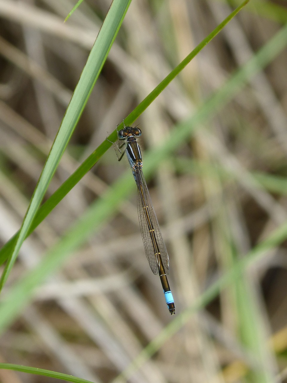 Dragonfly,  Damselfly,  Ischnura Graellsii,  Llantió Iberomagribí,  Odonata, Nemokamos Nuotraukos,  Nemokama Licenzija