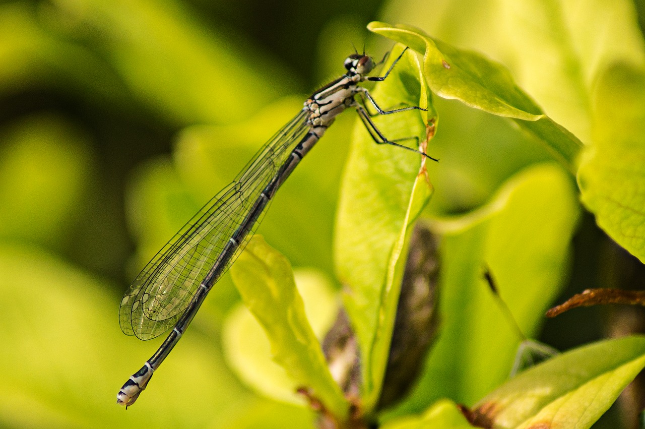 Dragonfly,  Vyrai,  Skrydžių Vabzdžių,  Pobūdį,  Daugyba,  Gyvūnijos Pasaulyje,  Gyvūnas,  Biotopo,  Lytis,  Vabzdžių Nuotrauka