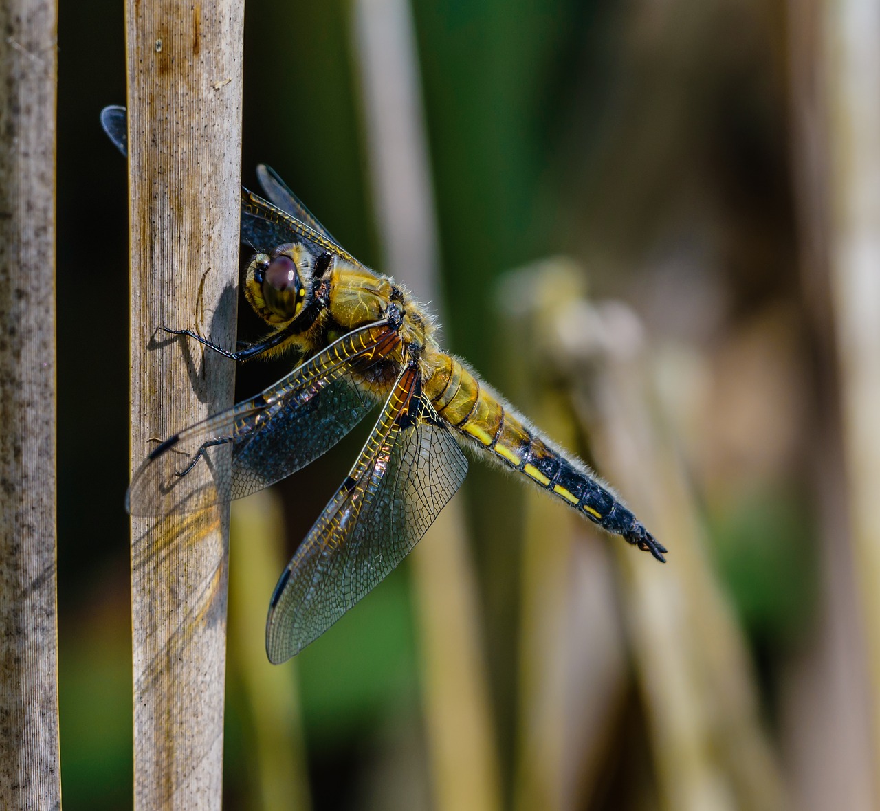 Dragonfly,  Vabzdys,  Pobūdį,  Gyvūnijos,  4 Vietoje Chaser, Nemokamos Nuotraukos,  Nemokama Licenzija