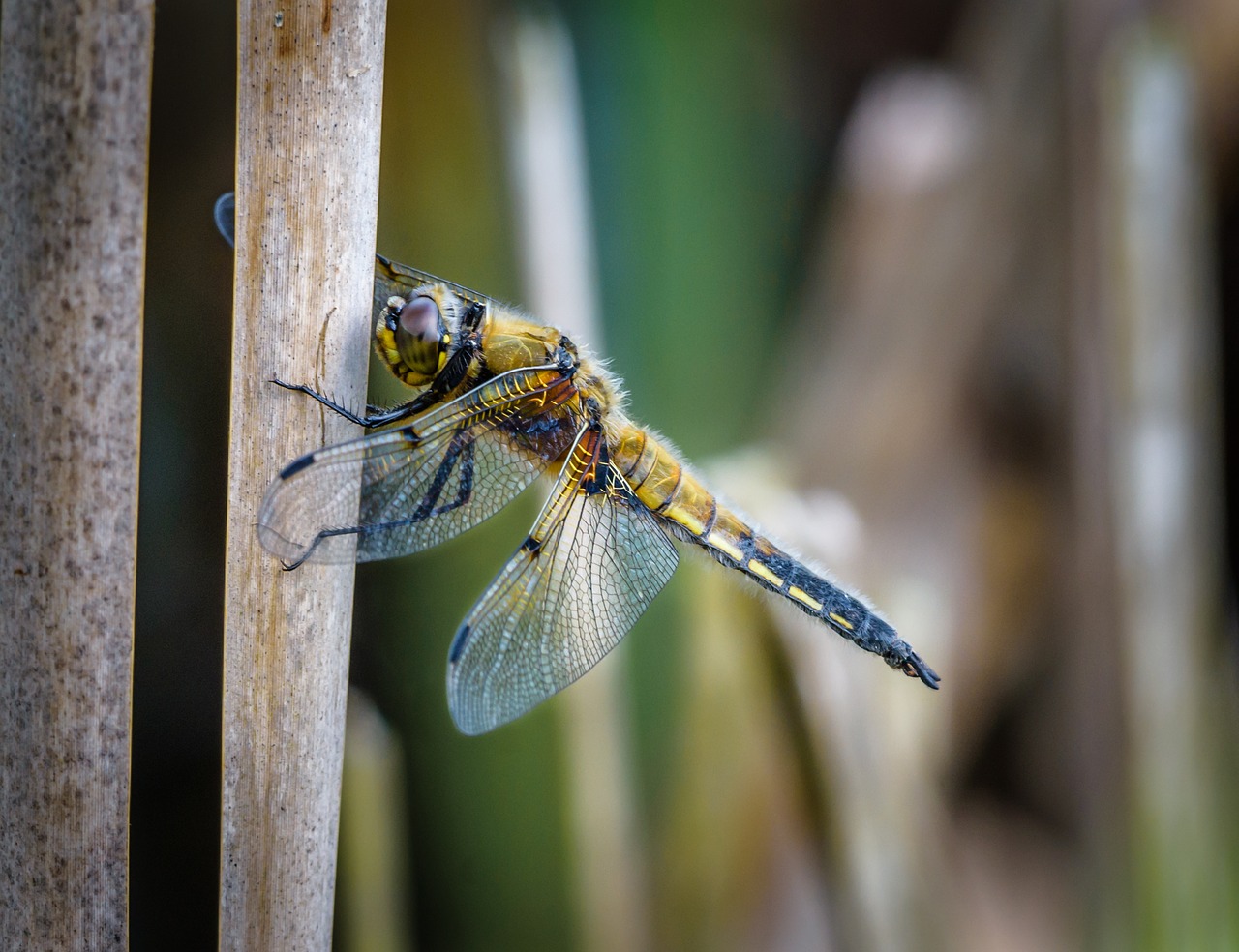 Dragonfly,  Vabzdys,  Pobūdį,  Gyvūnijos,  4 Vietoje Chaser, Nemokamos Nuotraukos,  Nemokama Licenzija