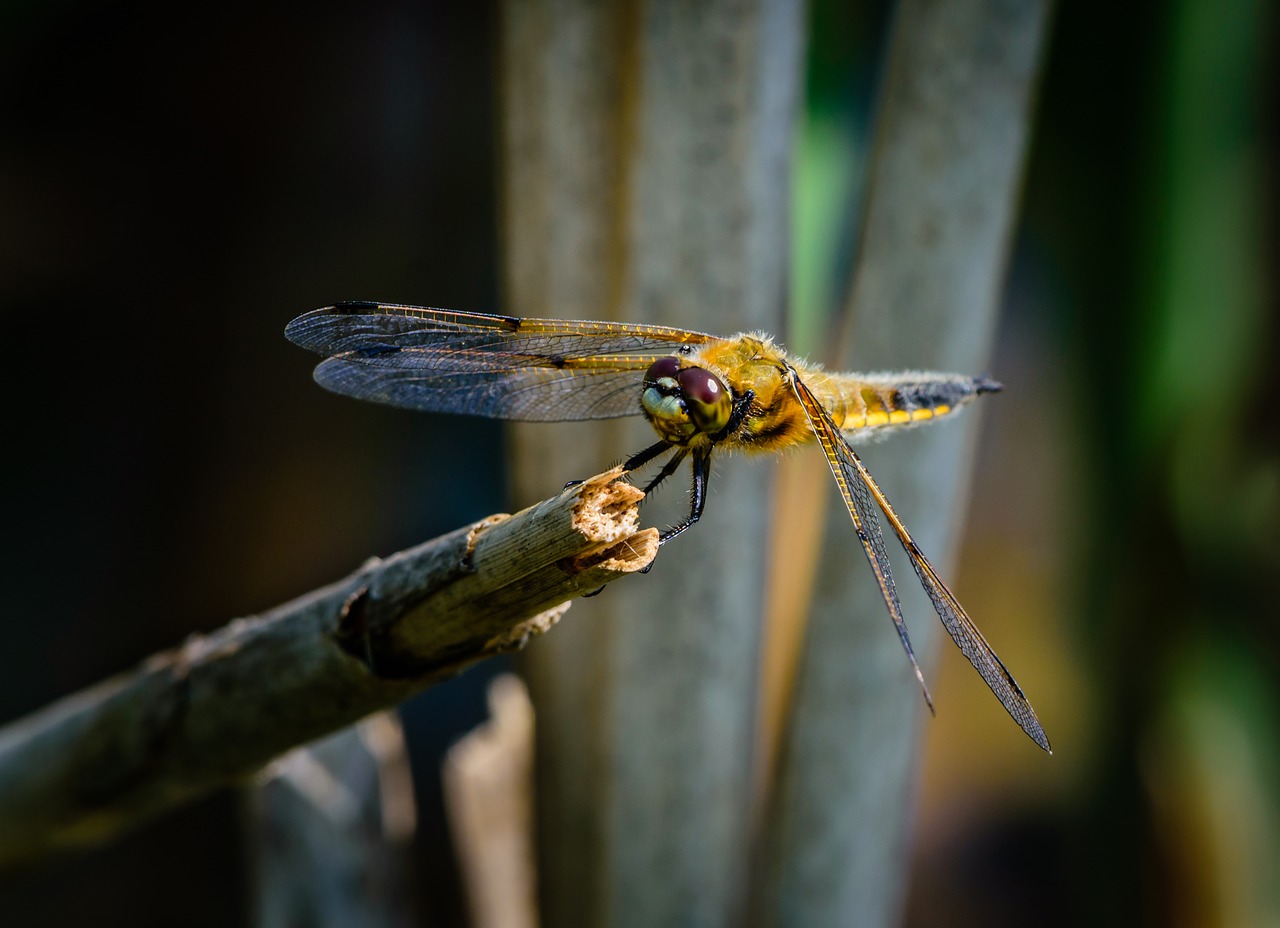 Dragonfly,  Vabzdys,  Pobūdį,  Gyvūnijos,  4 Vietoje Chaser, Nemokamos Nuotraukos,  Nemokama Licenzija