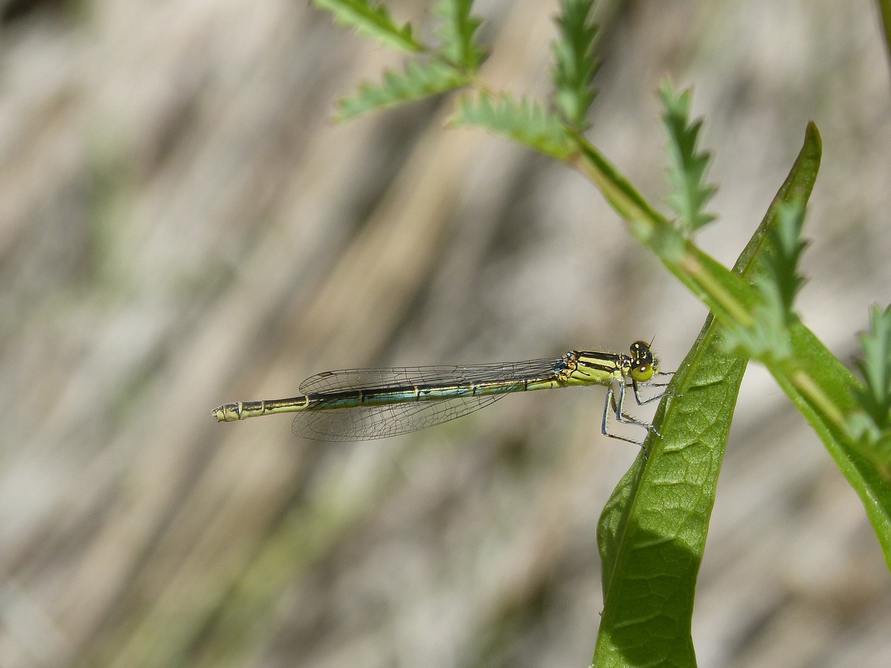 Dragonfly,  Damselfly,  Ischnura Pumilio, Nemokamos Nuotraukos,  Nemokama Licenzija