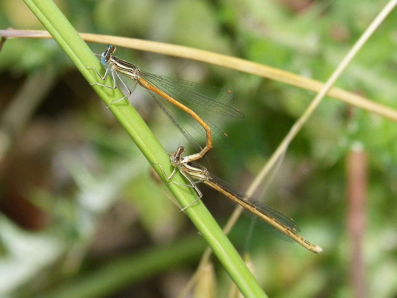 Dragonfly,  Damselfly,  Vabzdžiai Poravimosi,  Kopuliacija,  Sympecma Fusca, Nemokamos Nuotraukos,  Nemokama Licenzija