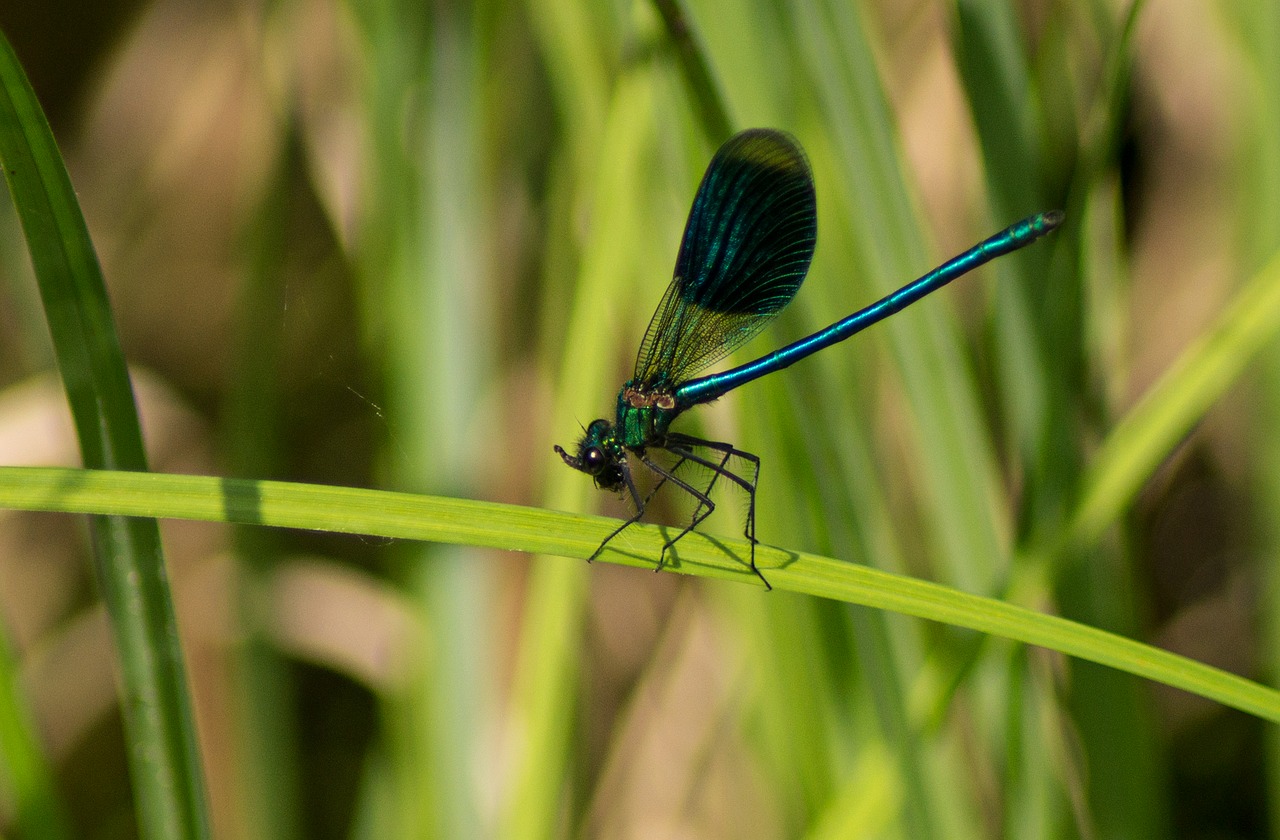 Dragonfly,  Vyrai,  Skrydžių Vabzdžių,  Pobūdį,  Daugyba,  Gyvūnijos Pasaulyje,  Gyvūnas,  Biotopo,  Vabzdžių Nuotrauka,  Vandens