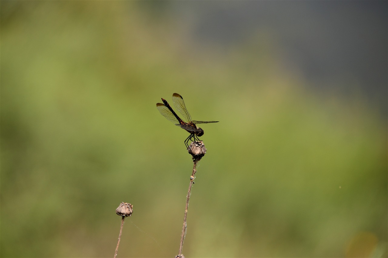 Dragonfly,  Pobūdį,  Vabzdžiai,  Pritvirtinti, Nemokamos Nuotraukos,  Nemokama Licenzija