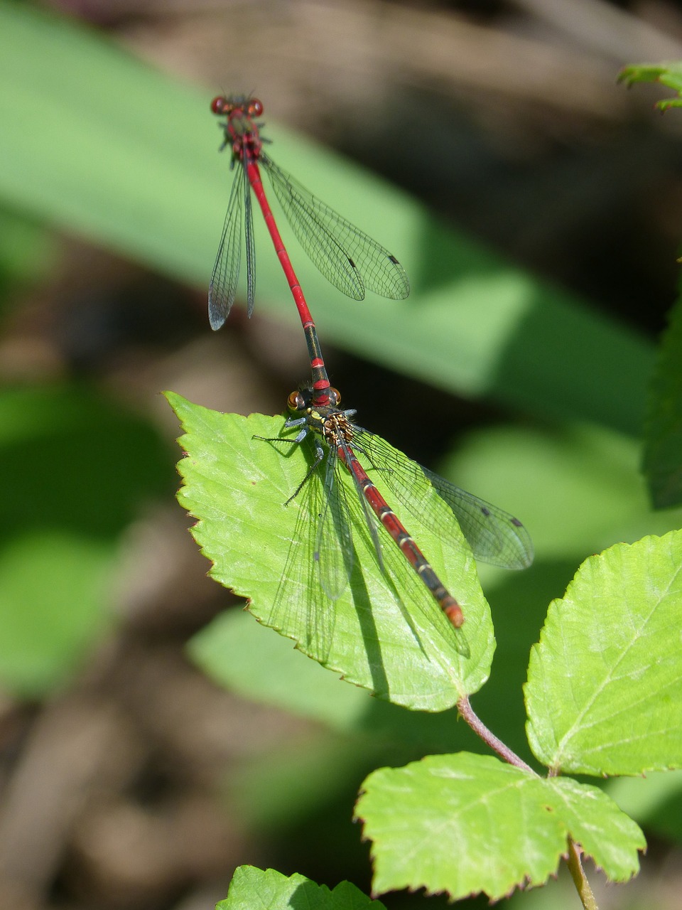 Dragonfly,  Damselfly,  Pora,  Kopuliacija,  Lapų,  Blackberry,  Vabzdžių Veisimo,  Pyrrhosoma Nymphula,  Ferrer Lova-Juoda, Nemokamos Nuotraukos