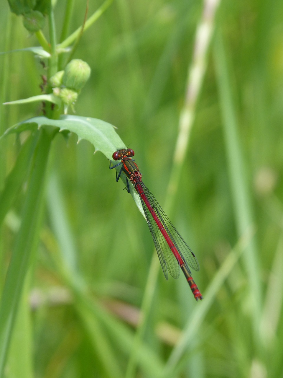 Dragonfly,  Damselfly,  Lapų,  Pyrrhosoma Nymphula,  Ferrer Lova-Juoda, Nemokamos Nuotraukos,  Nemokama Licenzija