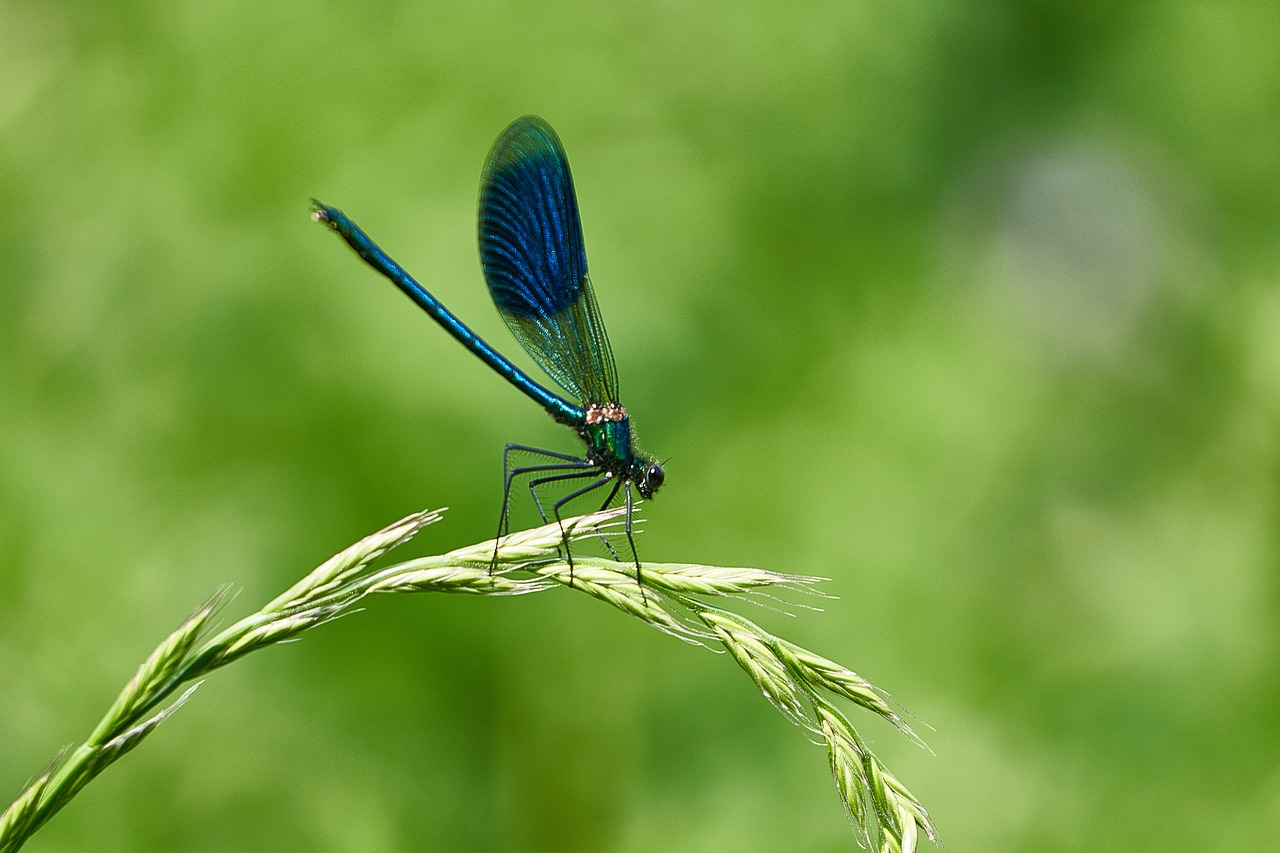 Dragonfly,  Stohhalm,  Vabzdys,  Sparnas,  Iš Arti,  Skrydžių Vabzdžių,  Makro, Nemokamos Nuotraukos,  Nemokama Licenzija