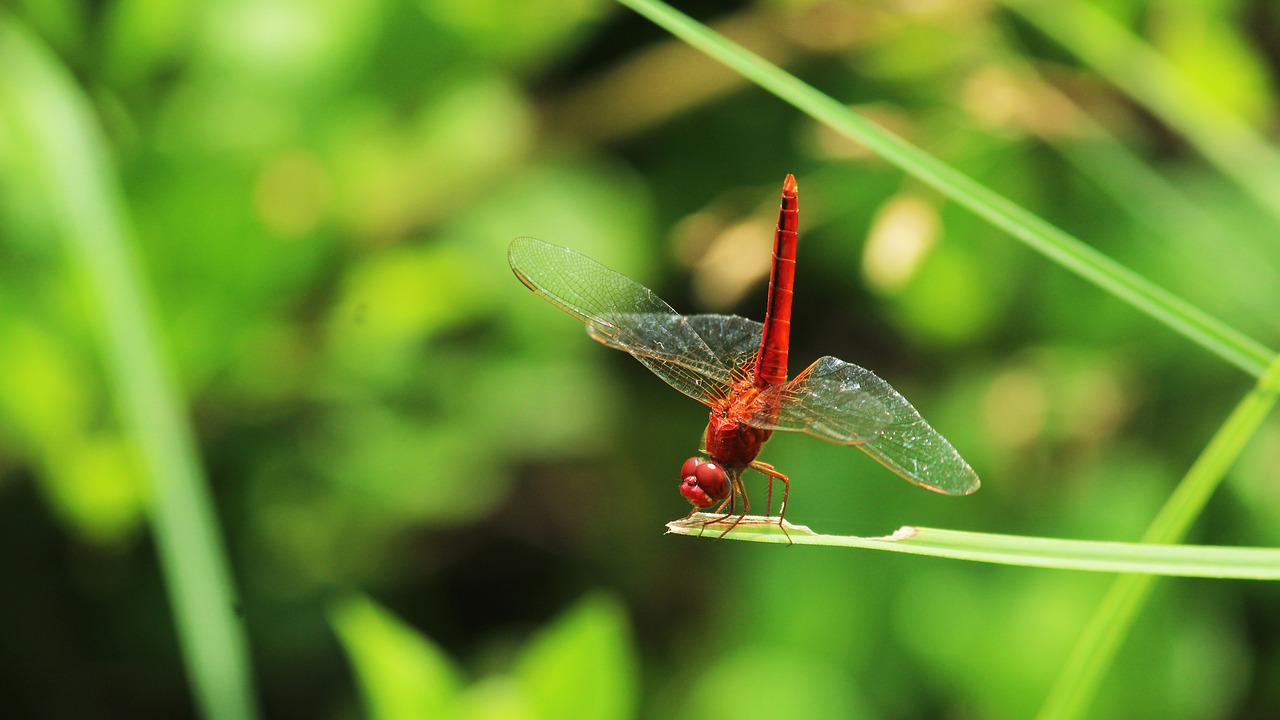 Dragonfly,  Raudona,  Scarlet,  Pobūdį,  Vabzdys,  Skristi,  Gyvūnijos,  Vasara,  Spalvinga,  Sparnas