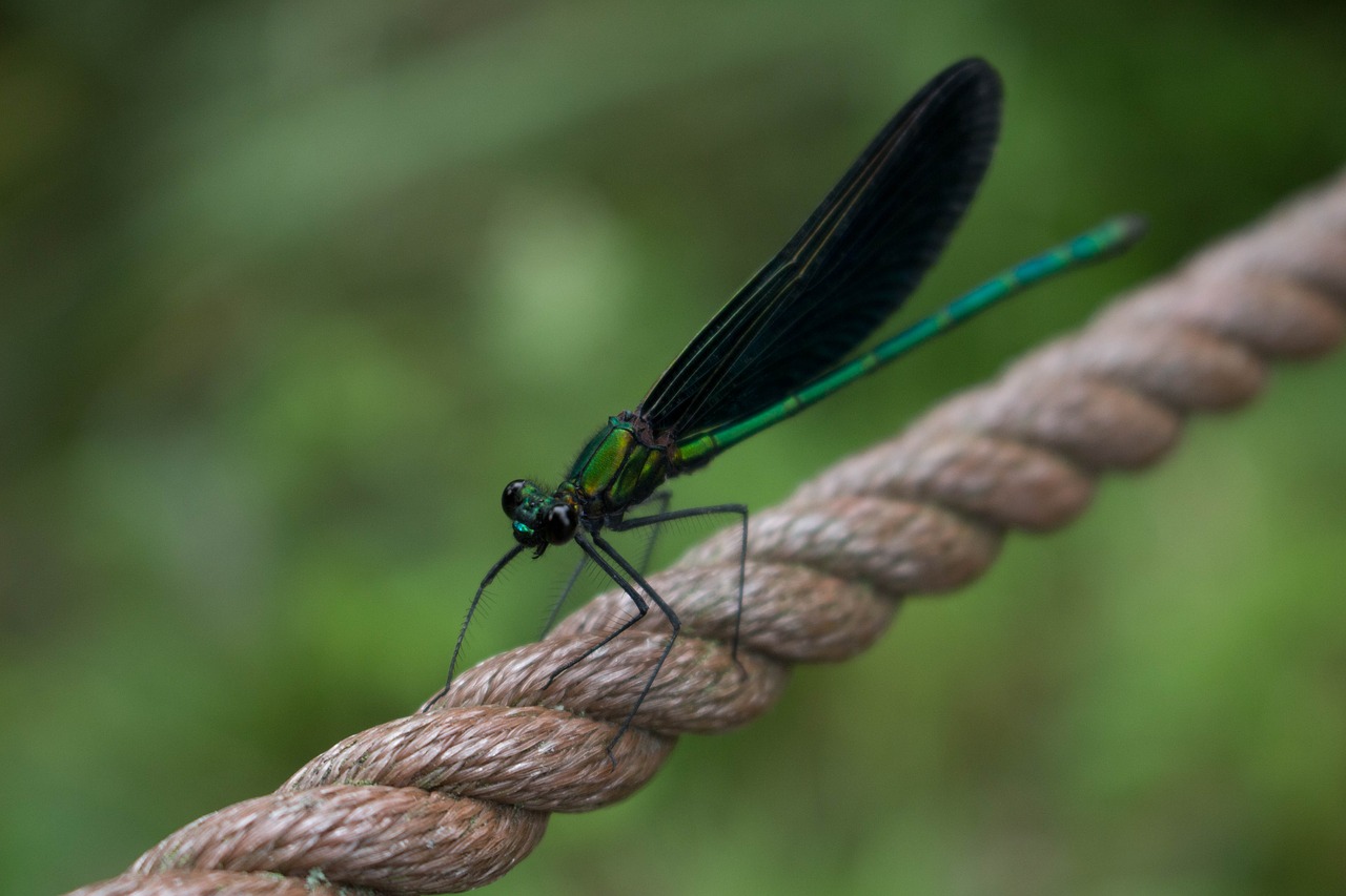 Dragonfly,  Re,  Skristi,  Vabzdys,  Akiniai,  Japonija,  Keturi Sezonai,  Vasara,  Saunus,  Žalias