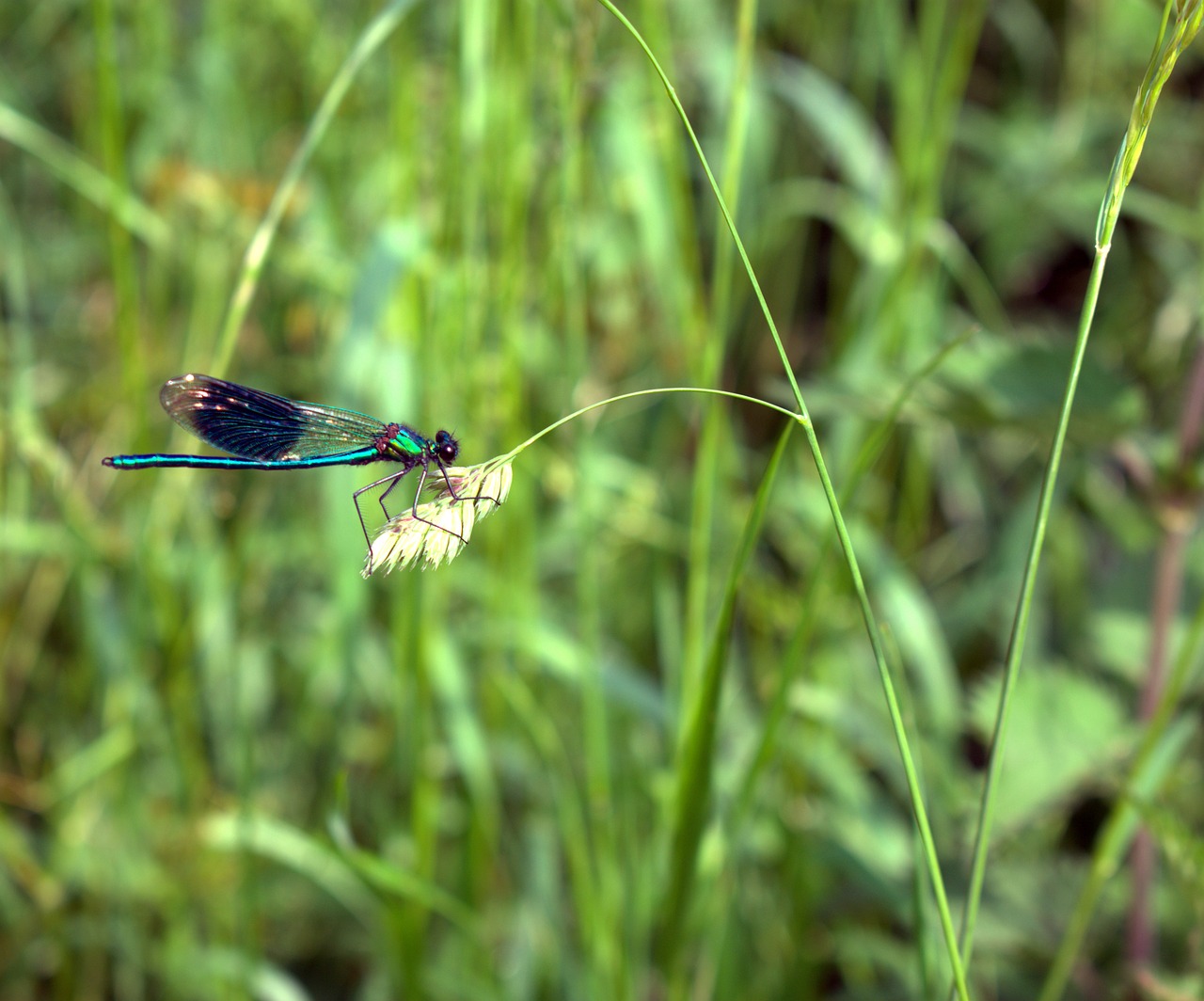 Dragonfly,  Žolė,  Skristi,  Mėlyna,  Žalias,  Sparnas, Nemokamos Nuotraukos,  Nemokama Licenzija