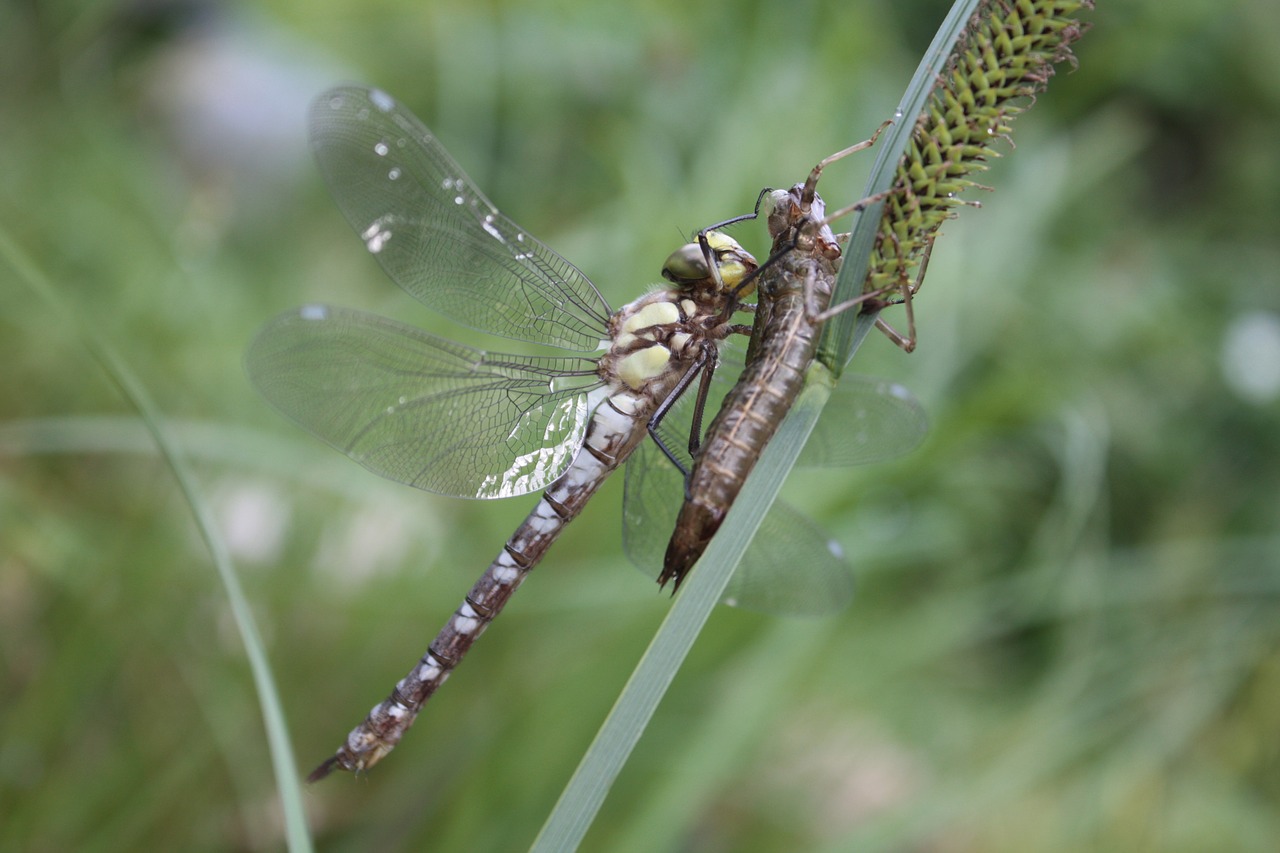 Dragonfly,  Vabzdys,  Laumžirgis,  Hawker,  Aeshna,  Iš Arti,  Skrydžių Vabzdžių,  Tvenkinys,  Sodo Tvenkinys,  Liukas