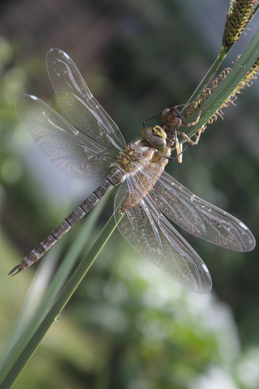 Dragonfly,  Laumžirgis,  Aeshna,  Hawker,  Iš Arti,  Skrydžių Vabzdžių,  Vabzdys,  Tvenkinys,  Sparnas,  Sodo Tvenkinys