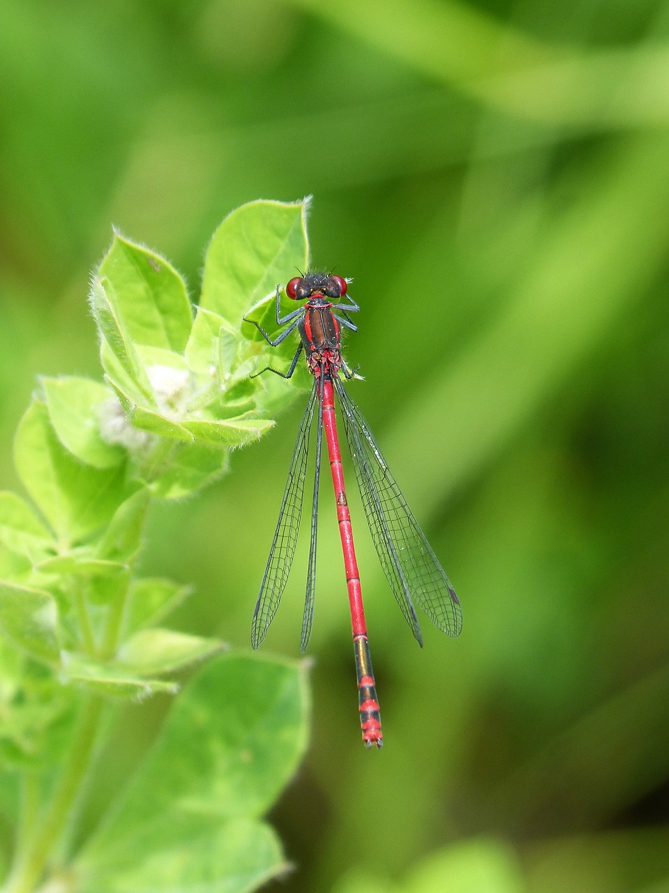 Dragonfly,  Damselfly,  Lapų,  Pyrrhosoma Nymphula,  Ferrer Lova-Juoda,  Žaluma, Nemokamos Nuotraukos,  Nemokama Licenzija