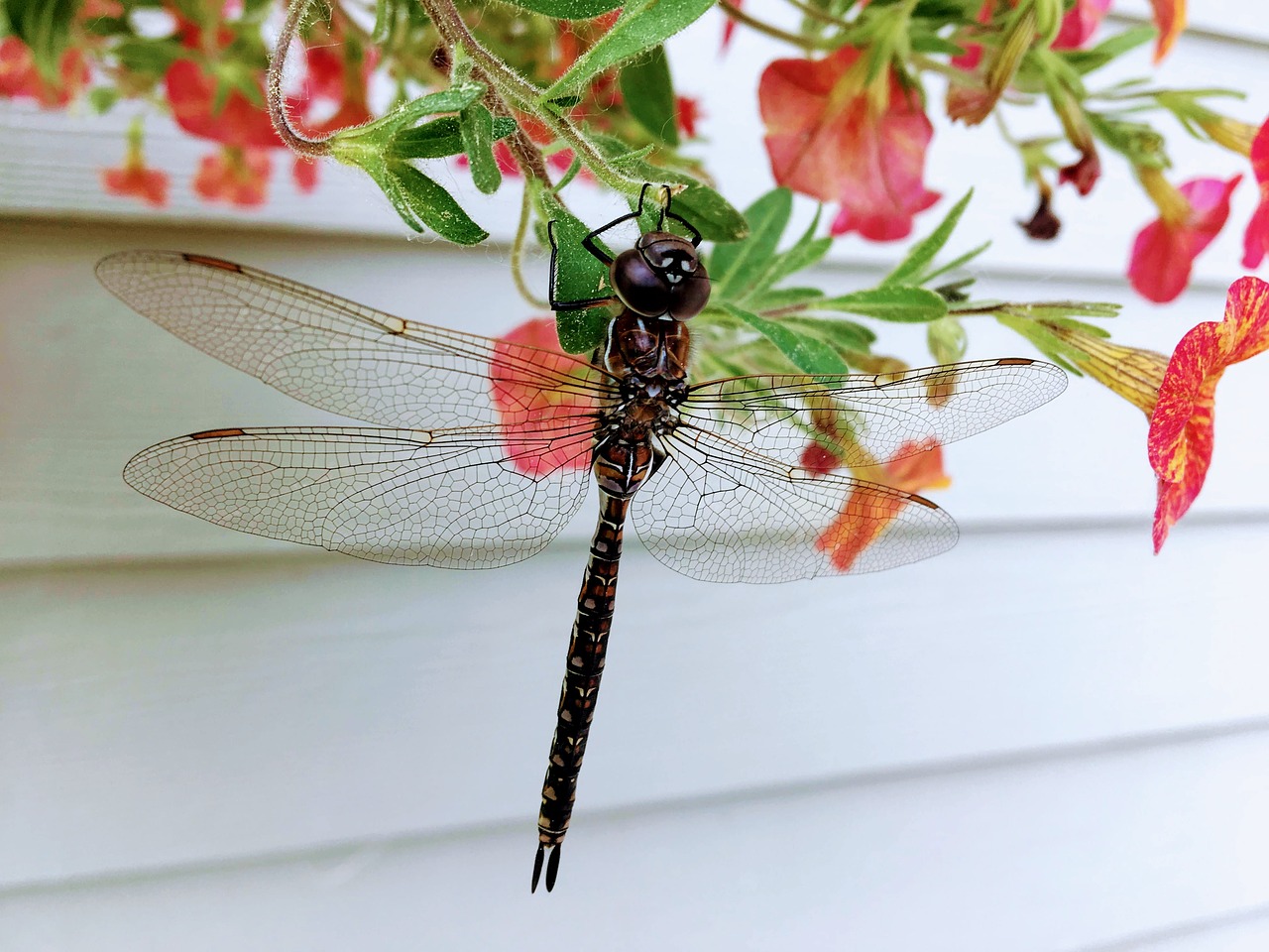 Dragonfly,  Pobūdį,  Vabzdys,  Gyvūnijos,  Makro,  Sparnas,  Uždaryti,  Sodas,  Gėlė, Nemokamos Nuotraukos