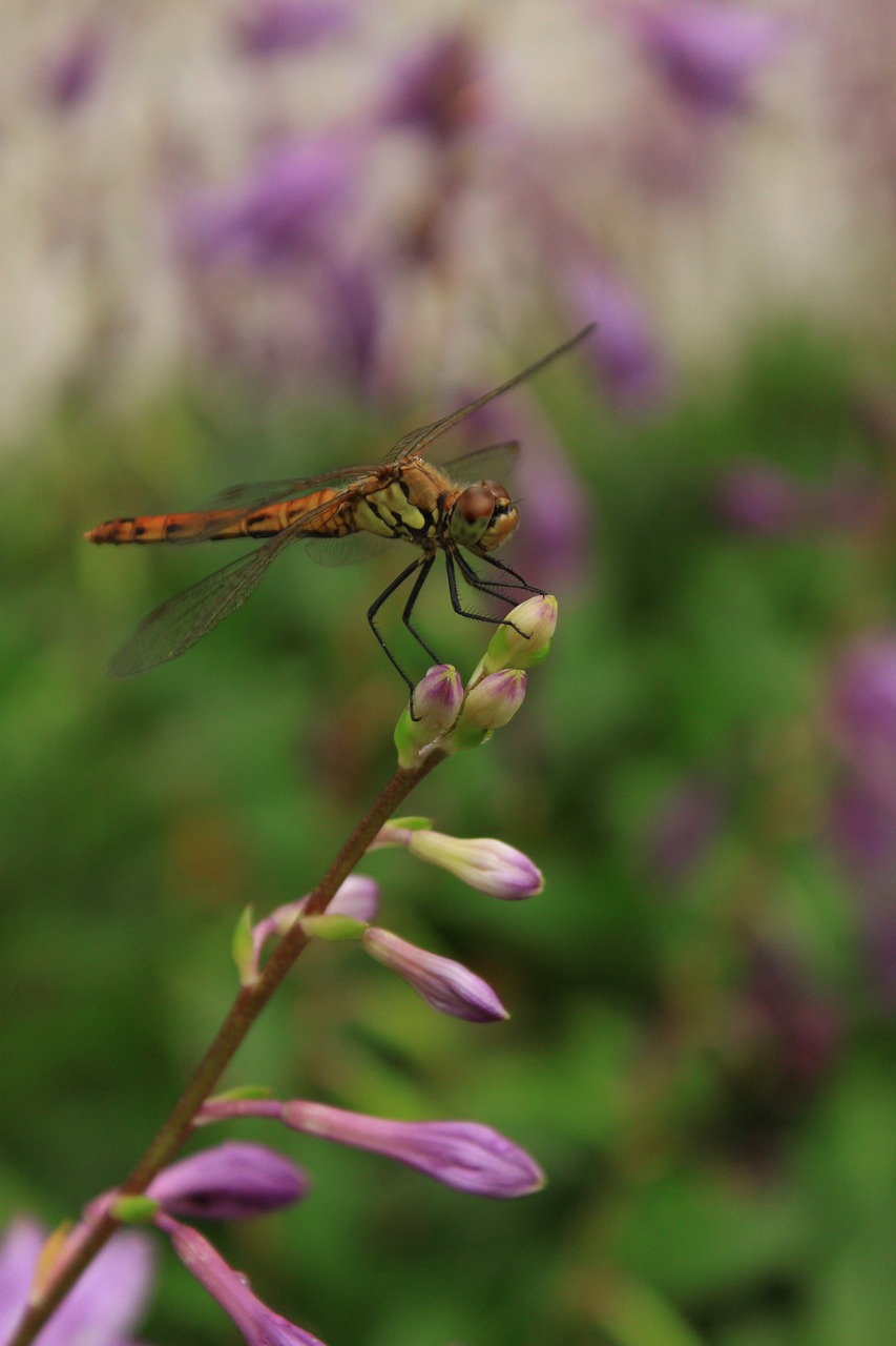 Dragonfly,  Gėlės,  Vabzdžiai,  Pobūdį,  Pritvirtinti,  Raudona Laumžirgis,  Augalai,  Gėlių Ragas,  Žiedas, Nemokamos Nuotraukos