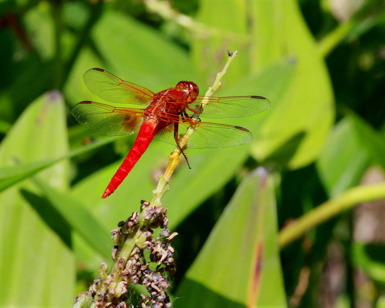 Dragonfly,  Raudona,  Makro,  Vabzdys,  Pobūdį,  Gyvūnijos,  Sodas,  Skristi,  Sparnas,  Re