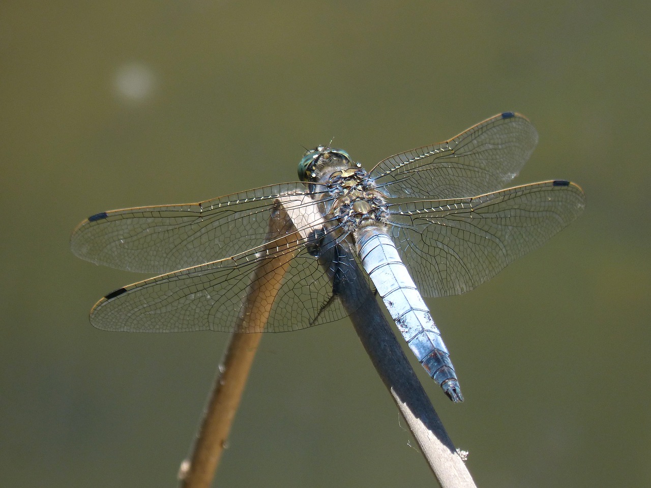 Dragonfly,  Libellula Fulva,  Mėlyna Laumžirgis,  Tvenkinys,  Cabot Bencossat,  Jūs Galite Prisidėti,  Pelkė,  Stiebas, Nemokamos Nuotraukos,  Nemokama Licenzija