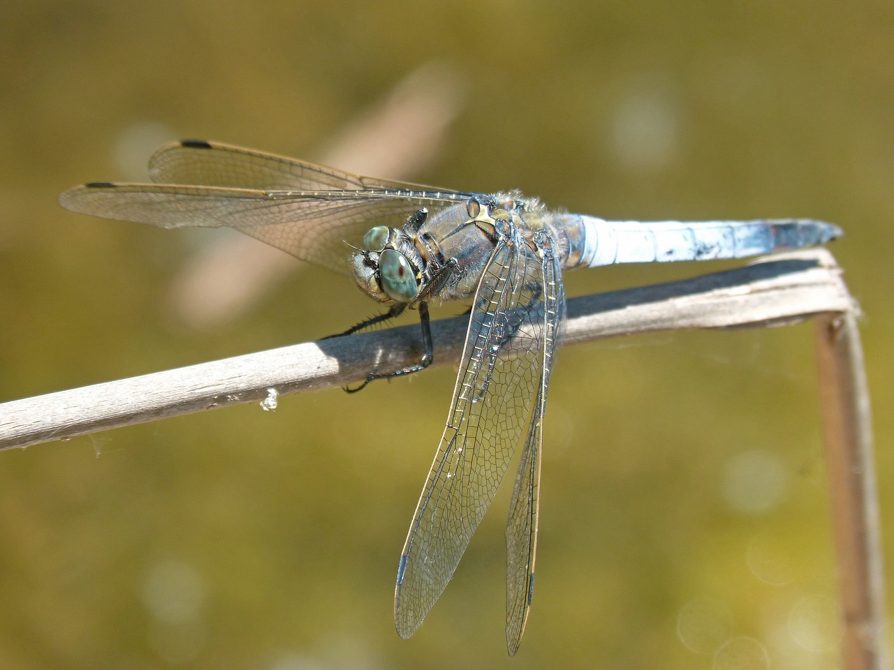 Dragonfly,  Libellula Fulva,  Mėlyna Laumžirgis,  Tvenkinys,  Cabot Bencossat,  Jūs Galite Prisidėti,  Pelkė,  Stiebas, Nemokamos Nuotraukos,  Nemokama Licenzija