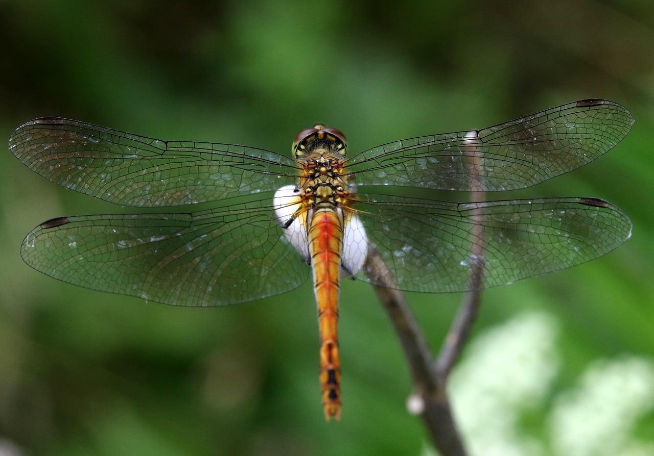 Dragonfly,  Insecta,  Sparnai,  Poilsio,  Augalų,  Skaidrus,  Gamta, Nemokamos Nuotraukos,  Nemokama Licenzija