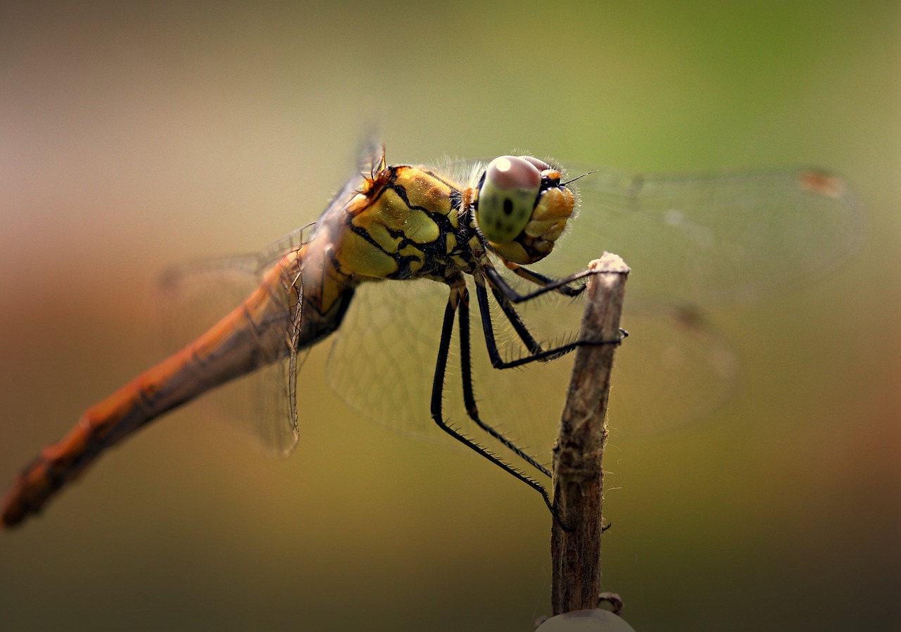 Dragonfly,  Insecta,  Sparnai,  Poilsio,  Augalų,  Skaidrus,  Gamta, Nemokamos Nuotraukos,  Nemokama Licenzija