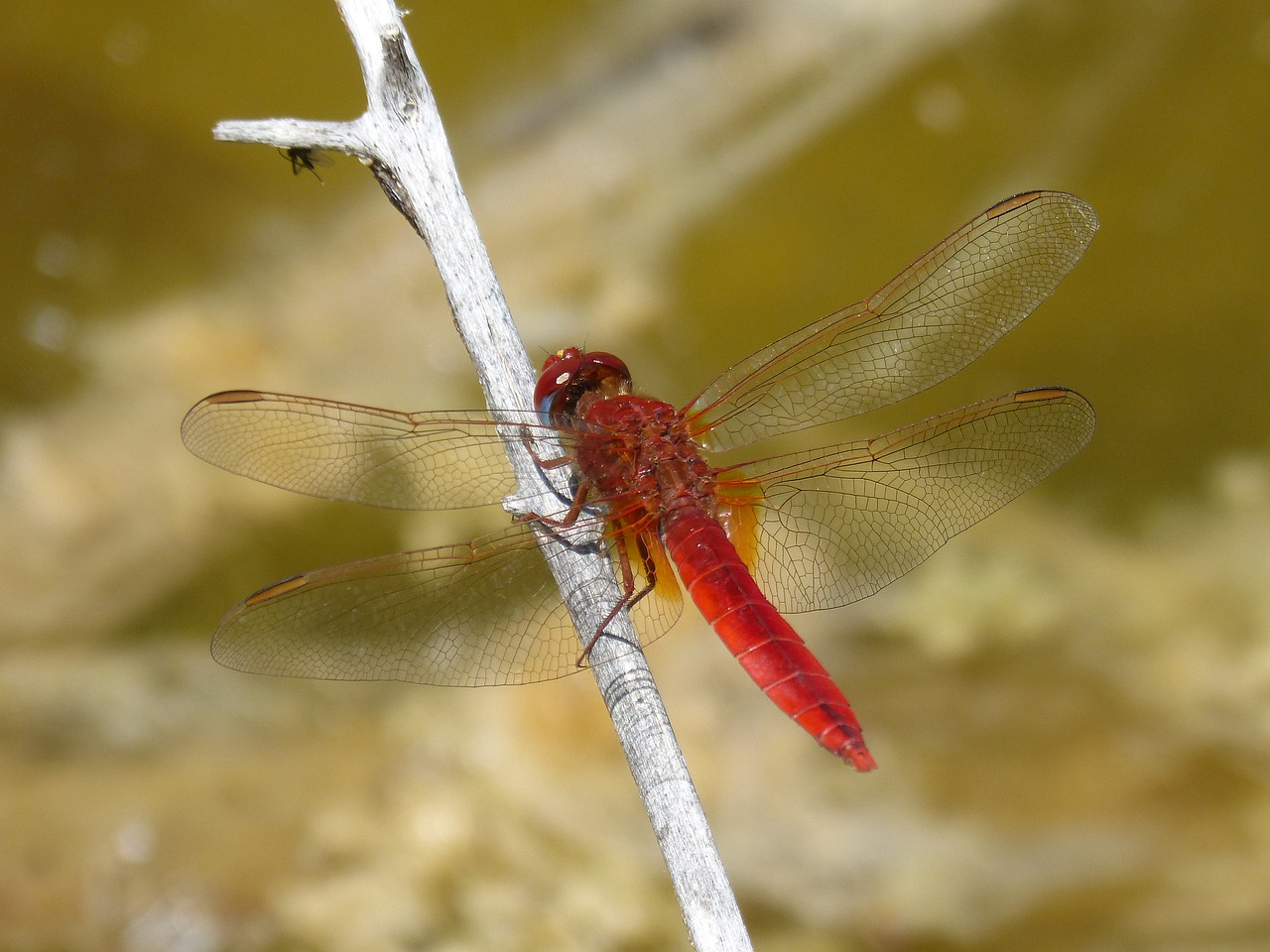 Dragonfly,  Raudona Laumžirgis,  Erythraea Crocothemis,  Tvenkinys,  Upė,  Pelkė,  Stiebas,  Sagnador Scarlet, Nemokamos Nuotraukos,  Nemokama Licenzija