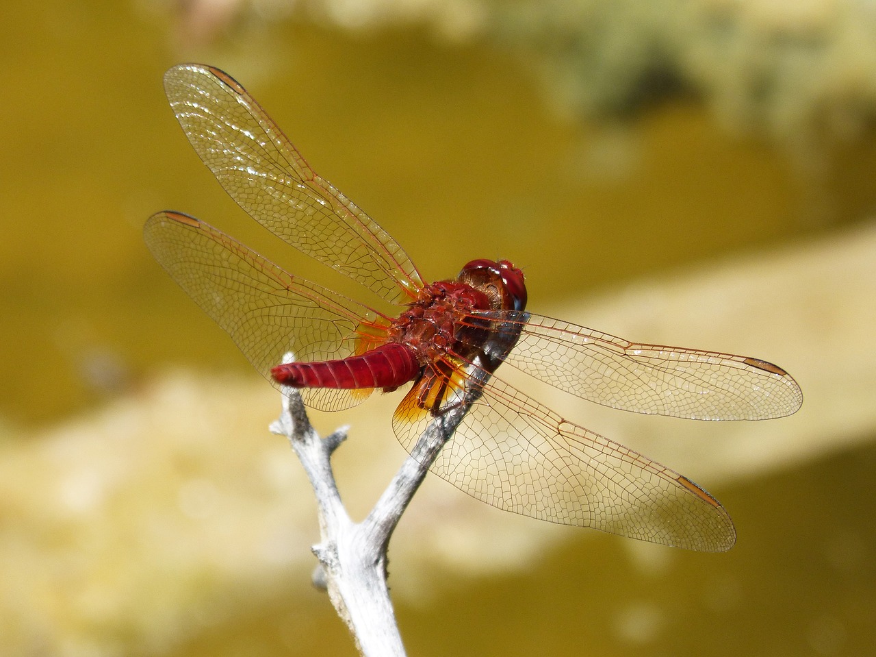 Dragonfly,  Raudona Laumžirgis,  Erythraea Crocothemis,  Tvenkinys,  Upė,  Pelkė,  Stiebas,  Sagnador Scarlet, Nemokamos Nuotraukos,  Nemokama Licenzija