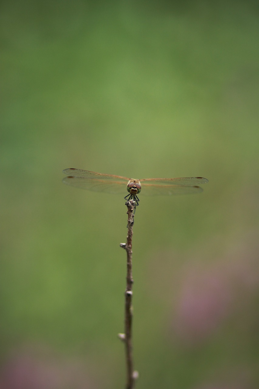 Dragonfly,  Vabzdžiai,  Pobūdį,  Makro,  Sparnas,  Šakelė,  Pritvirtinti, Nemokamos Nuotraukos,  Nemokama Licenzija